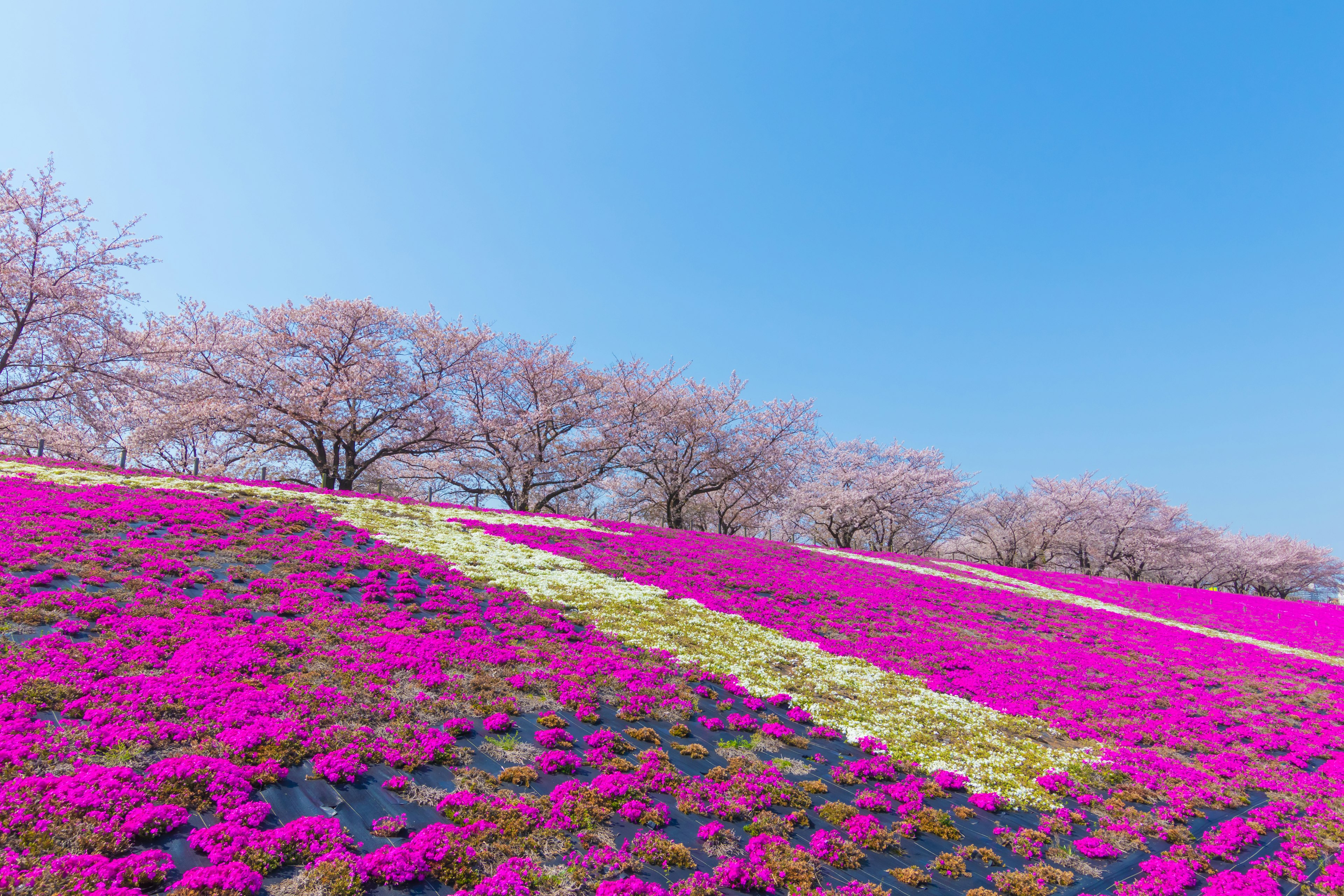 Campo de flores rosas vibrantes bajo un cielo azul claro con cerezos