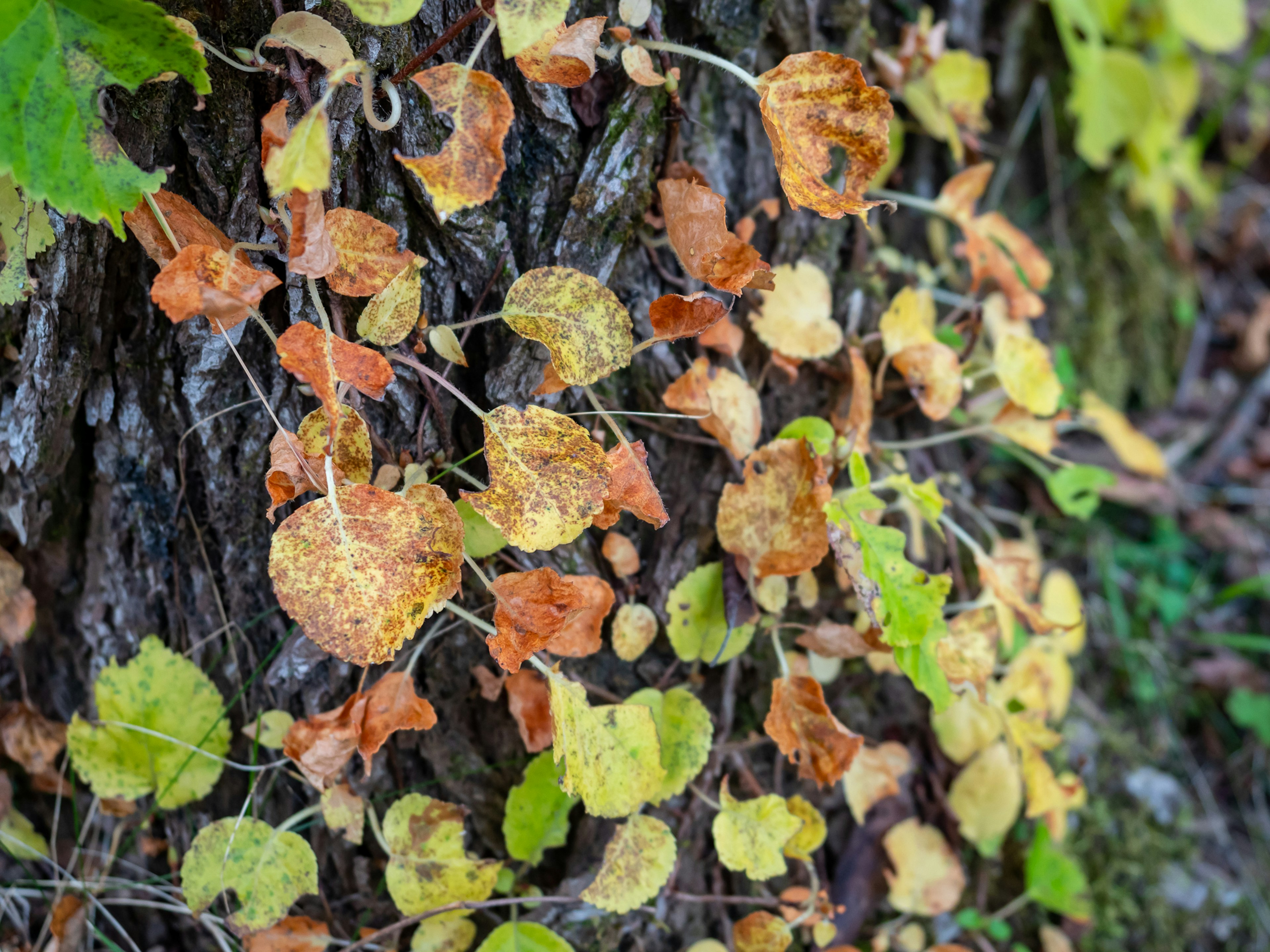 Feuilles jaunes et vertes grimpant sur un tronc d'arbre