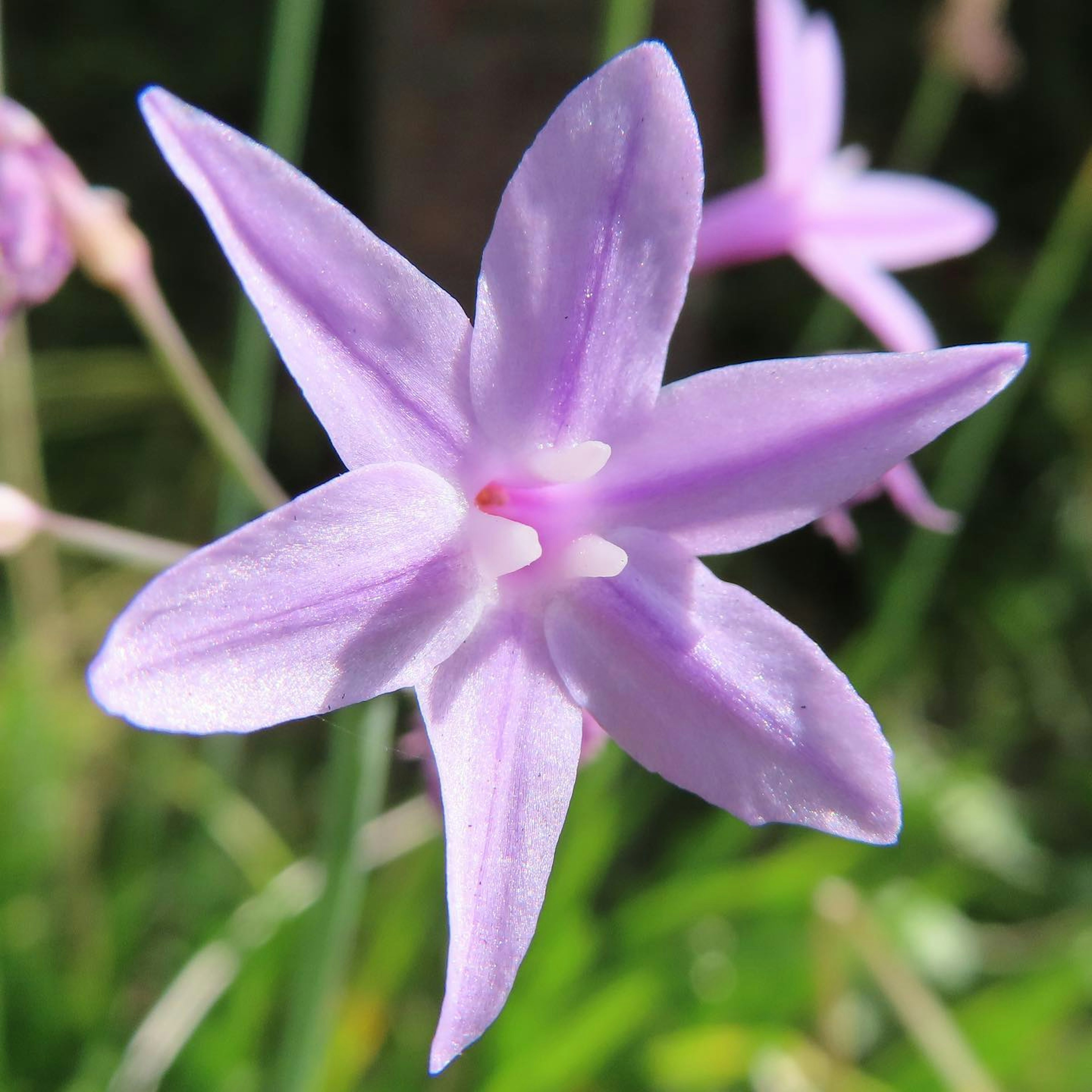 Vibrant purple star-shaped flower against a green background