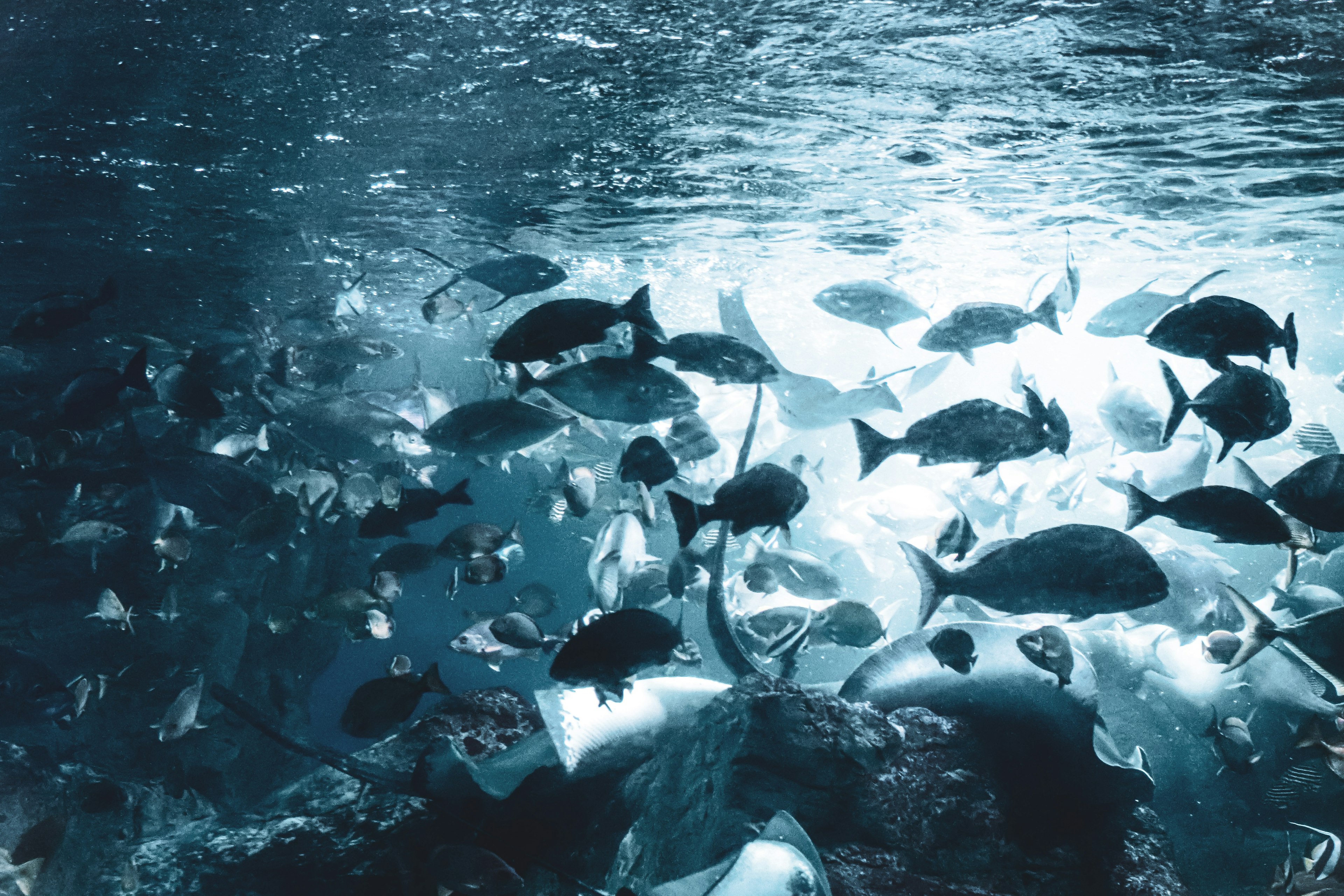 Banco de peces nadando en agua azul con luz solar