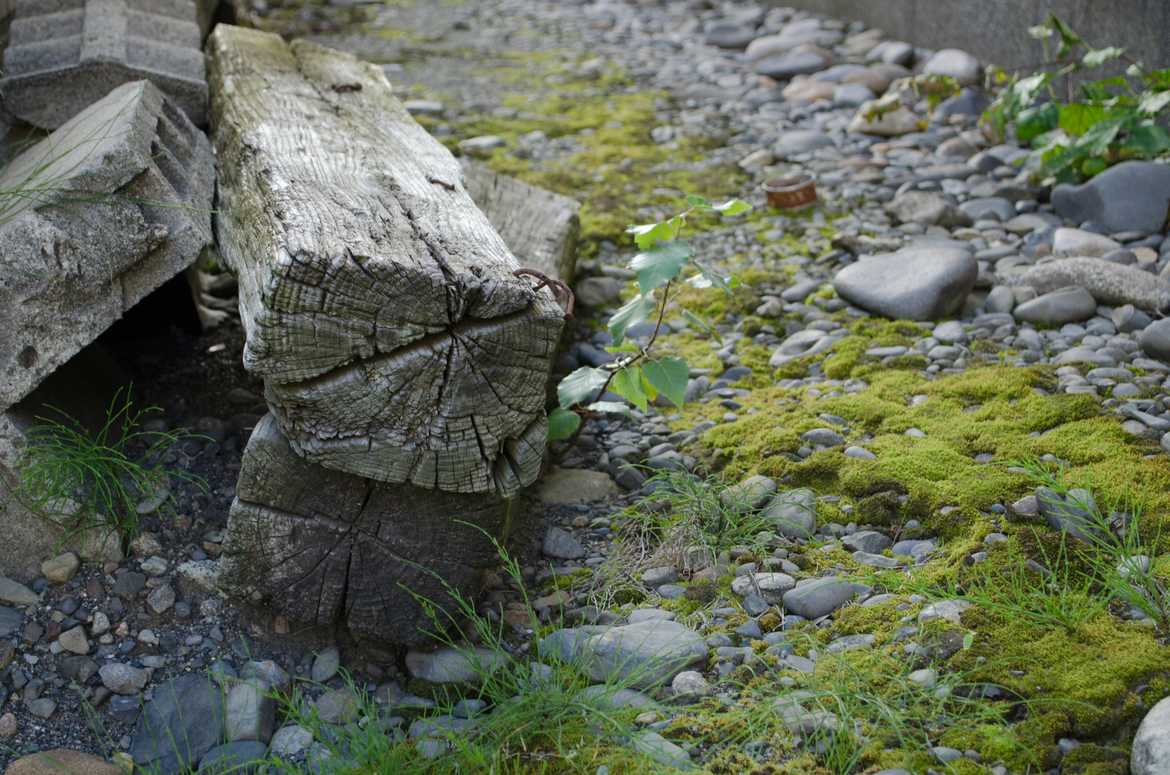 Malerscher Blick auf einen moosbedeckten Weg mit Holzstämmen und Steinen