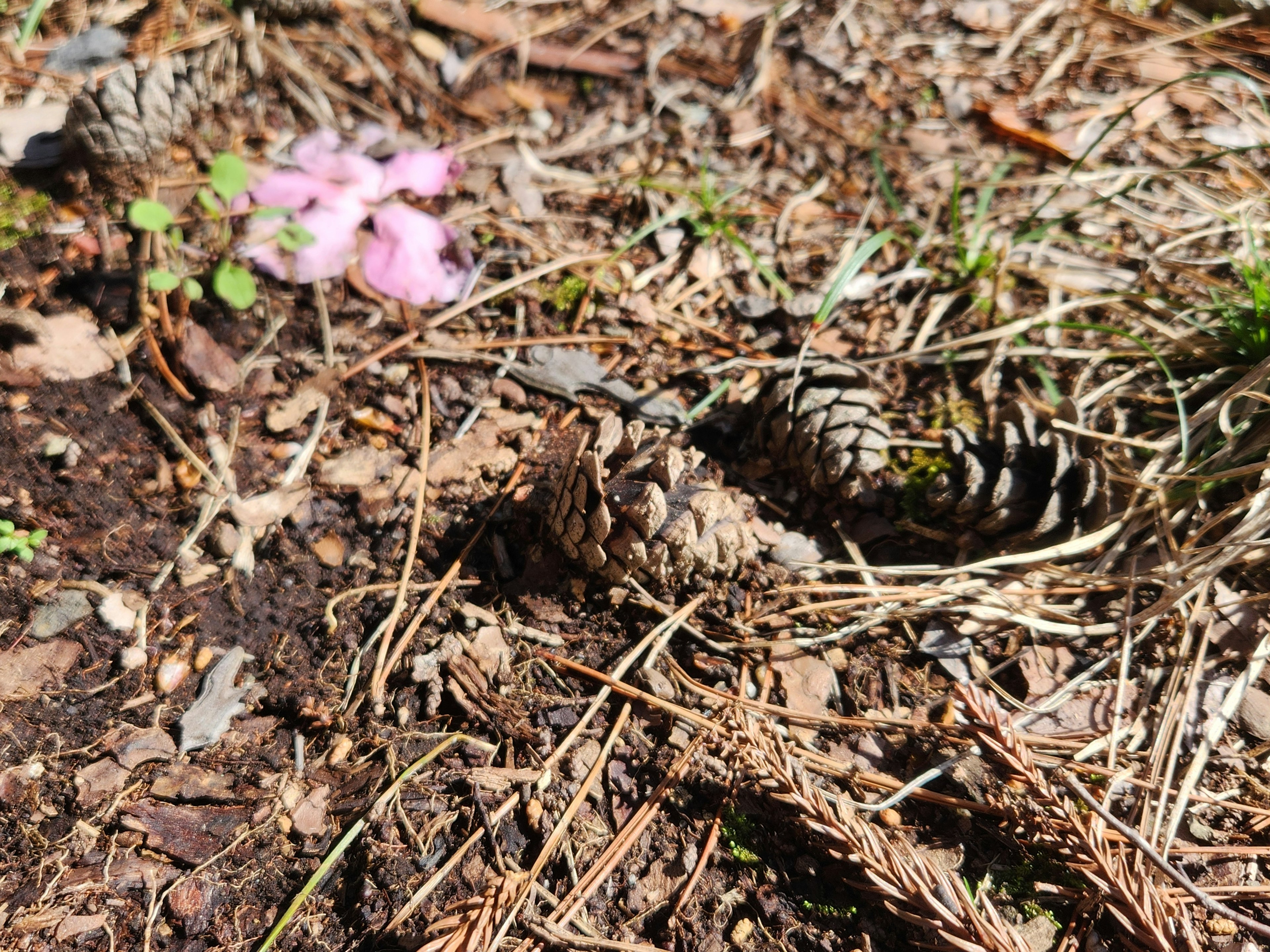 Escena natural con piñas en el suelo cerca de una flor rosa claro