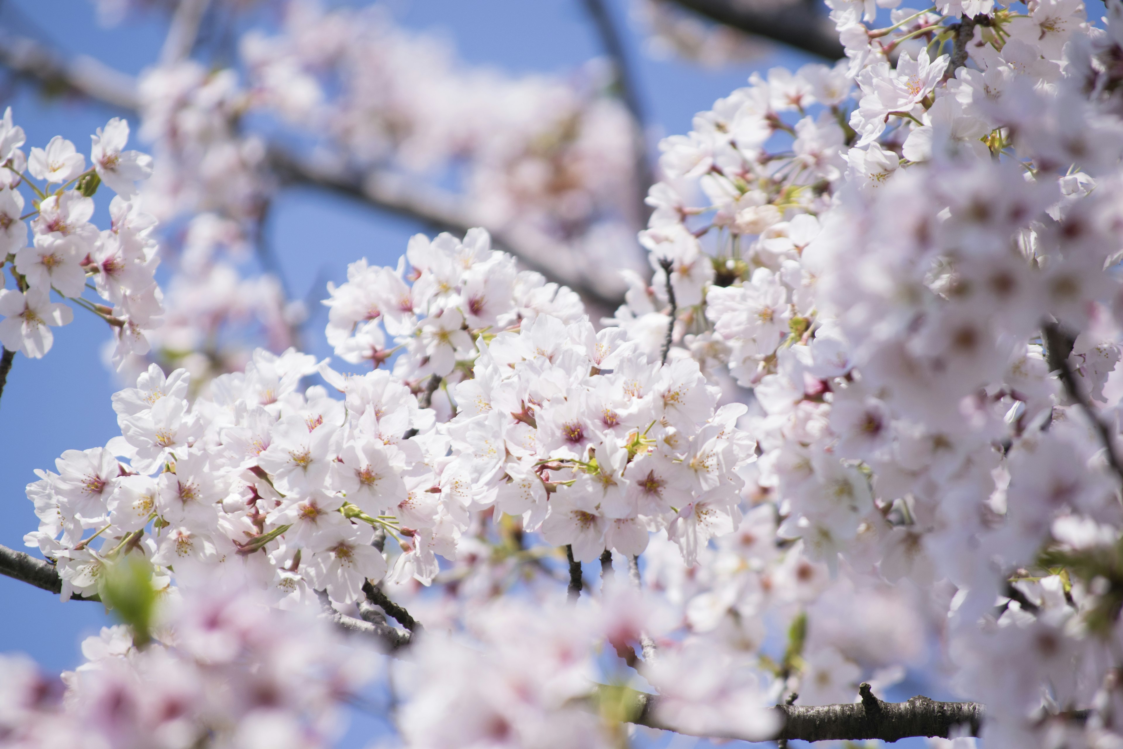 Acercamiento a flores de cerezo floreciendo bajo un cielo azul