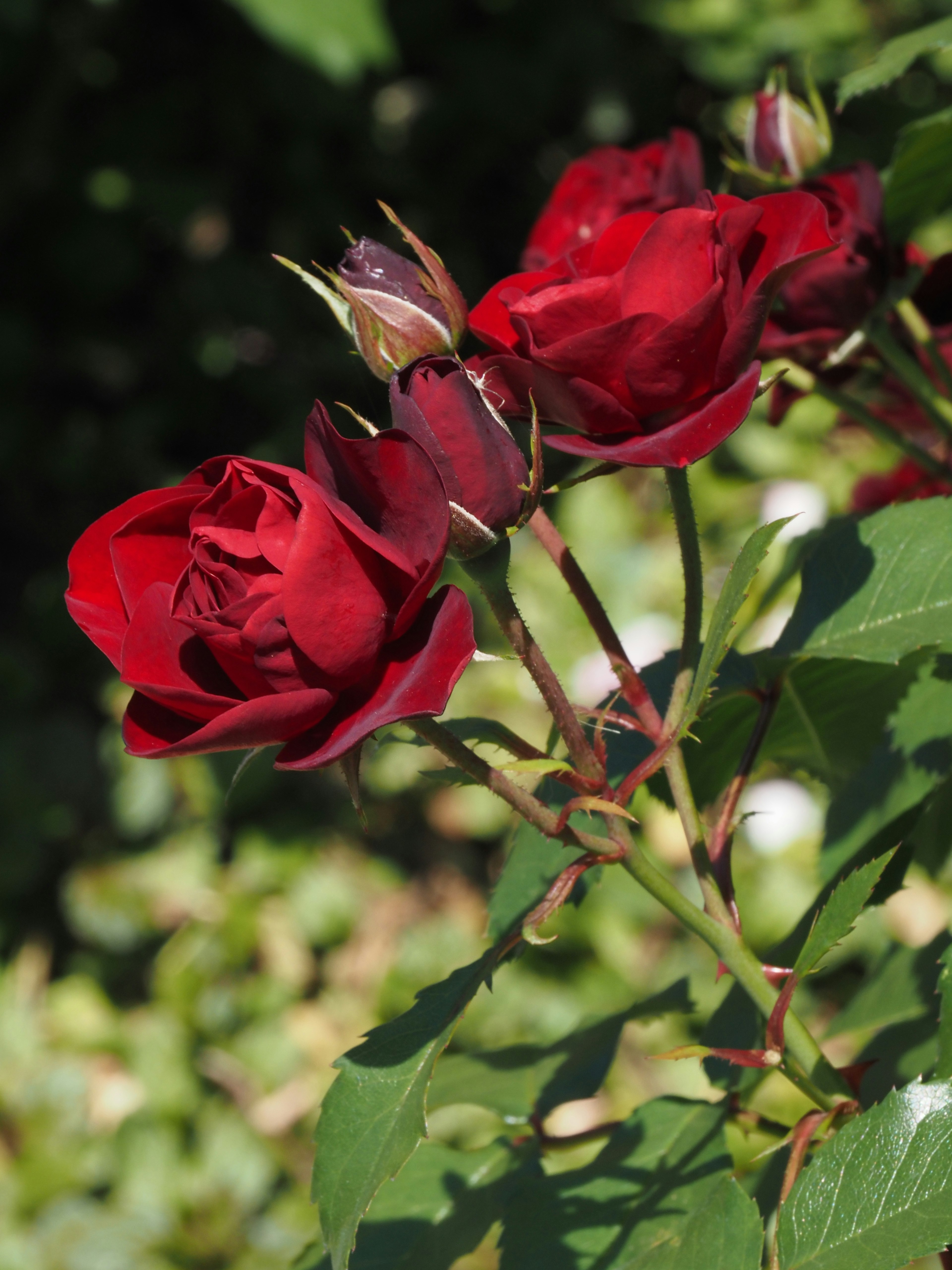 深い赤色のバラの花が緑の葉に囲まれて咲いている