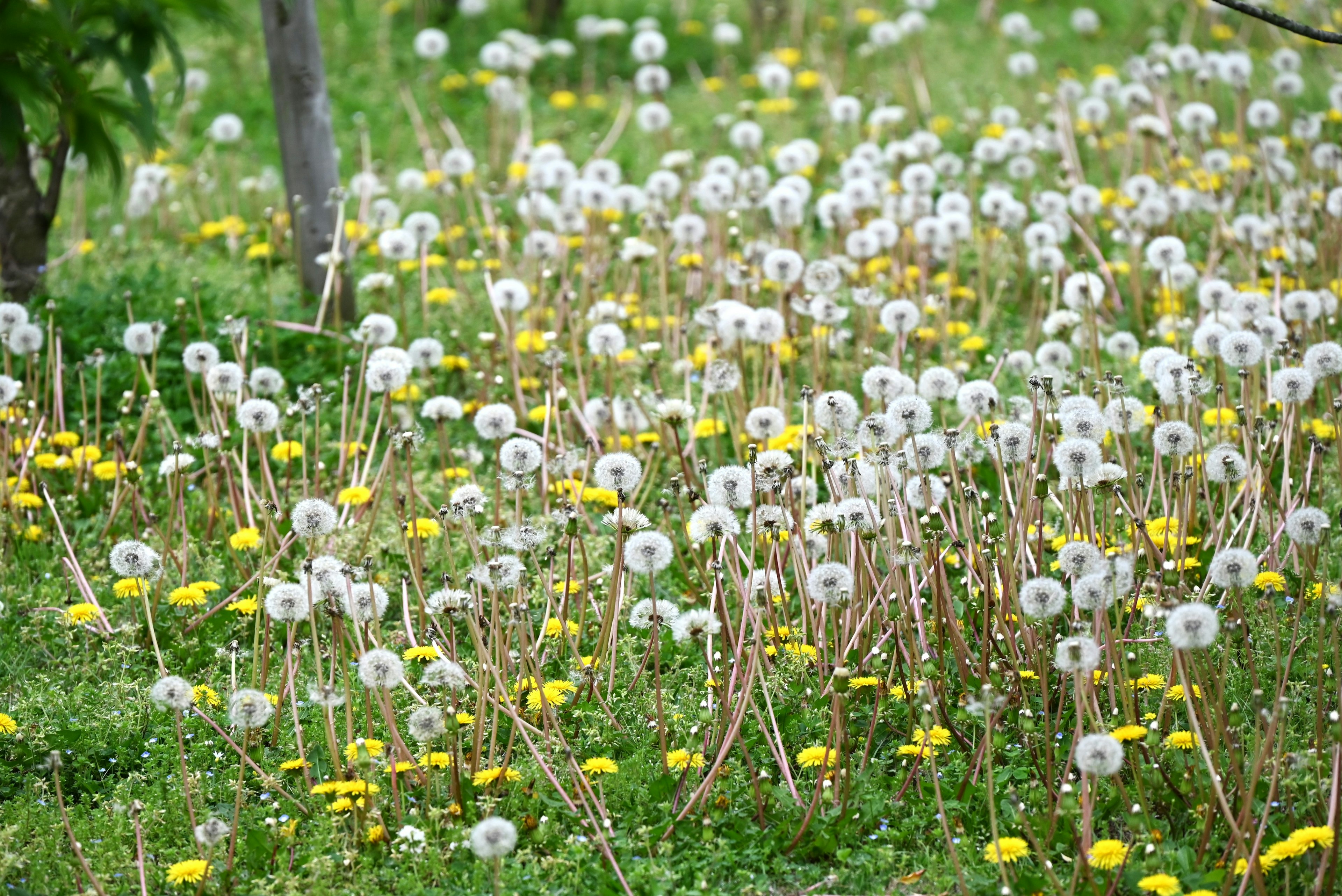 Sebuah padang hijau dipenuhi dandelion putih dan bunga kuning