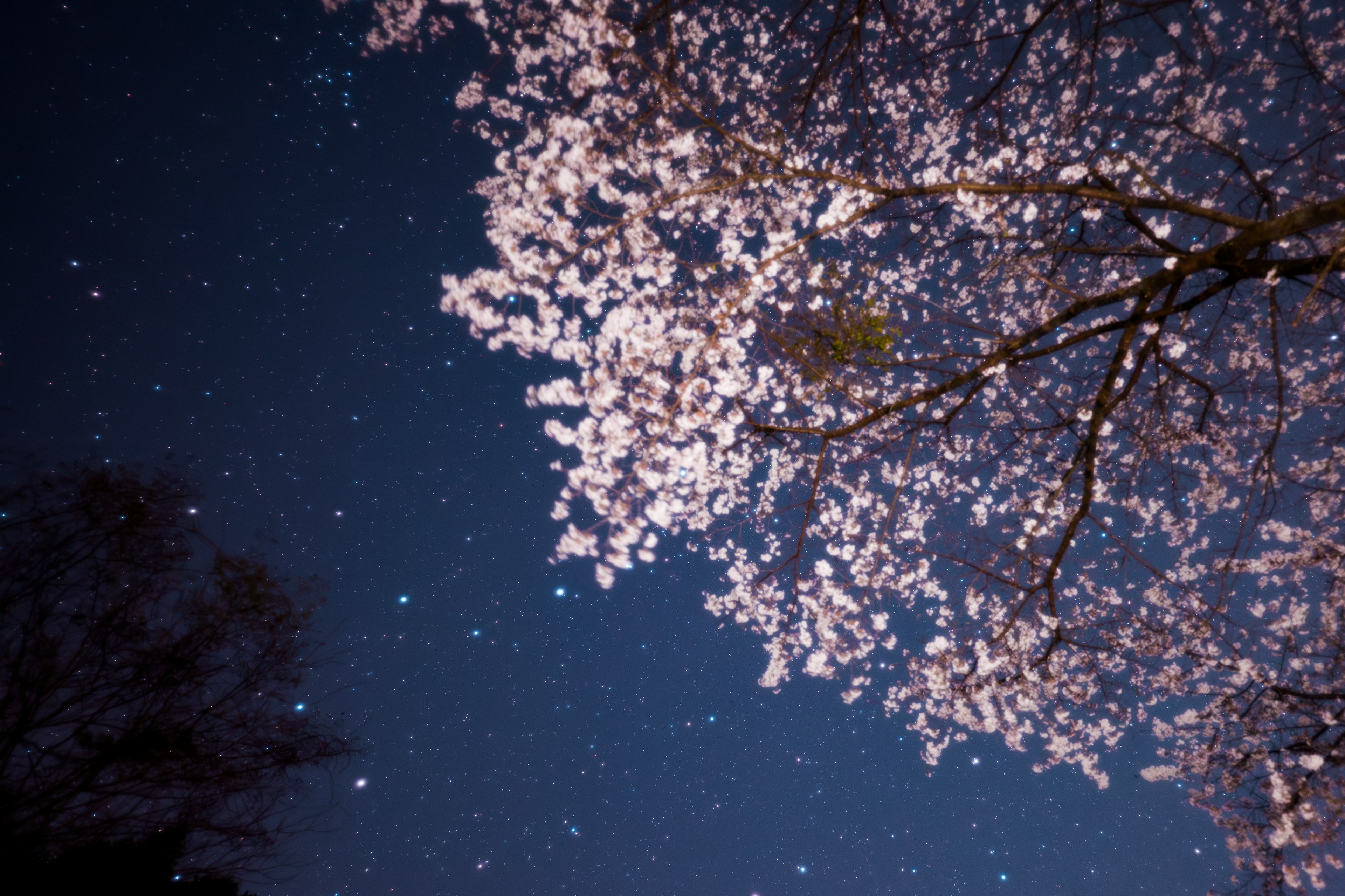 夜空に咲く桜の花と星々の美しい景色