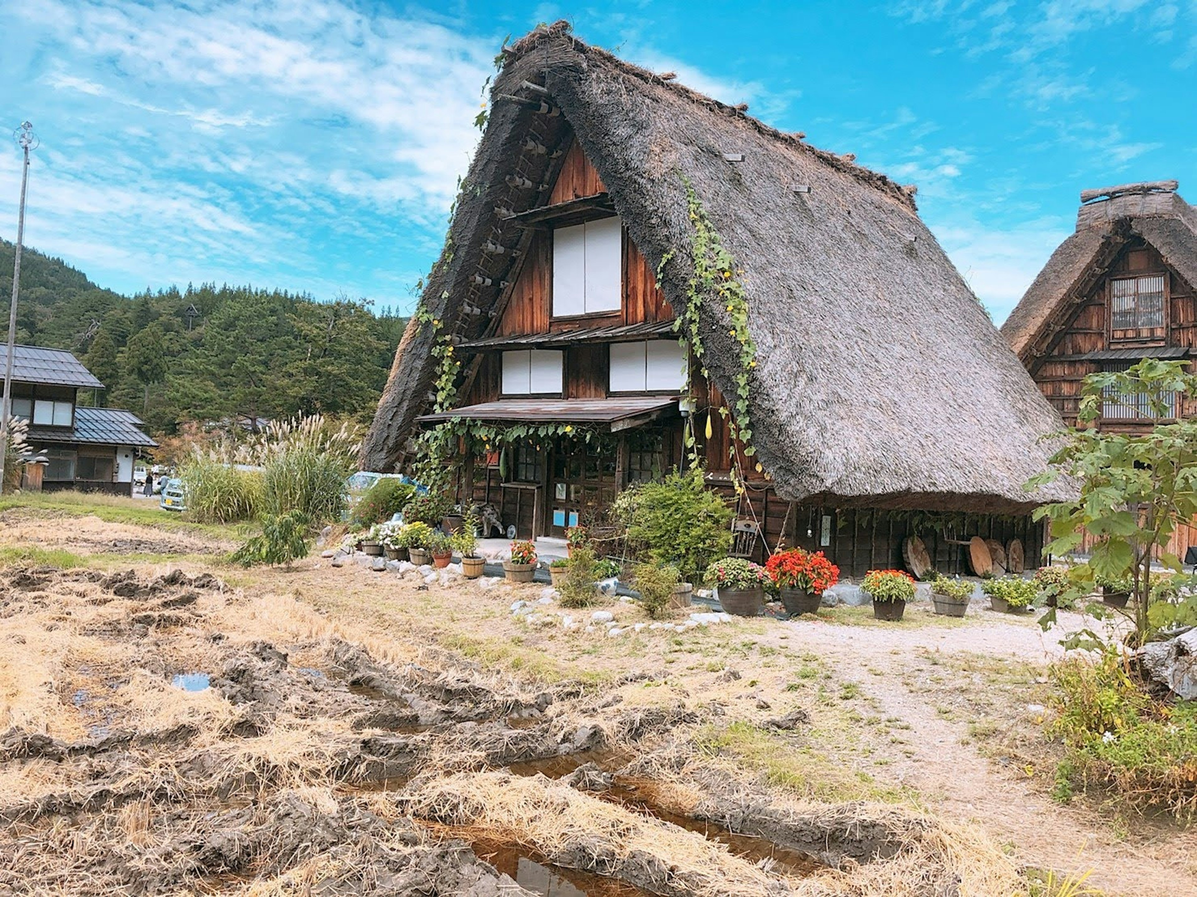 Rumah tradisional atap jerami dikelilingi oleh pepohonan hijau