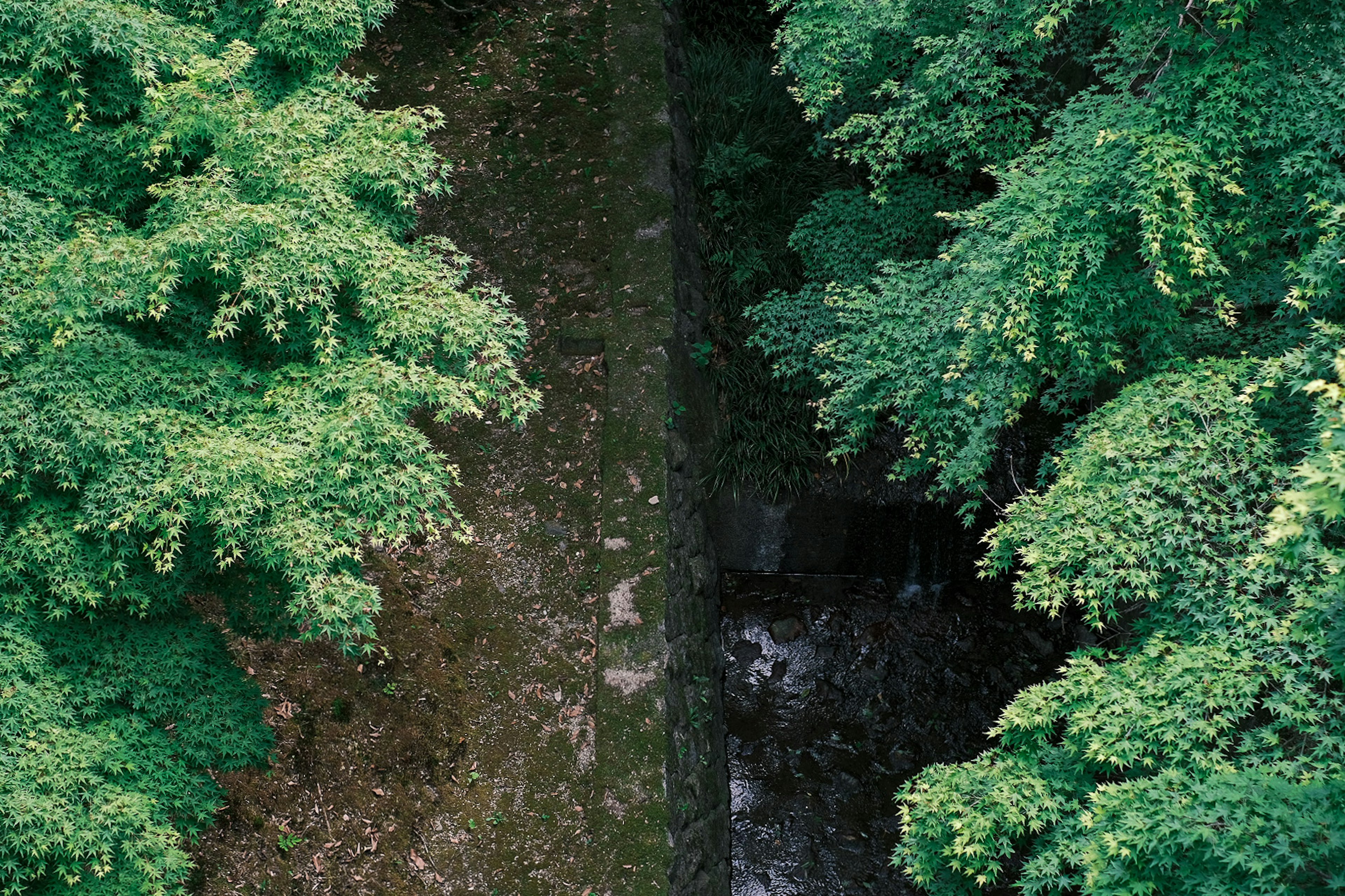 Vista aérea de un arroyo rodeado de árboles verdes exuberantes