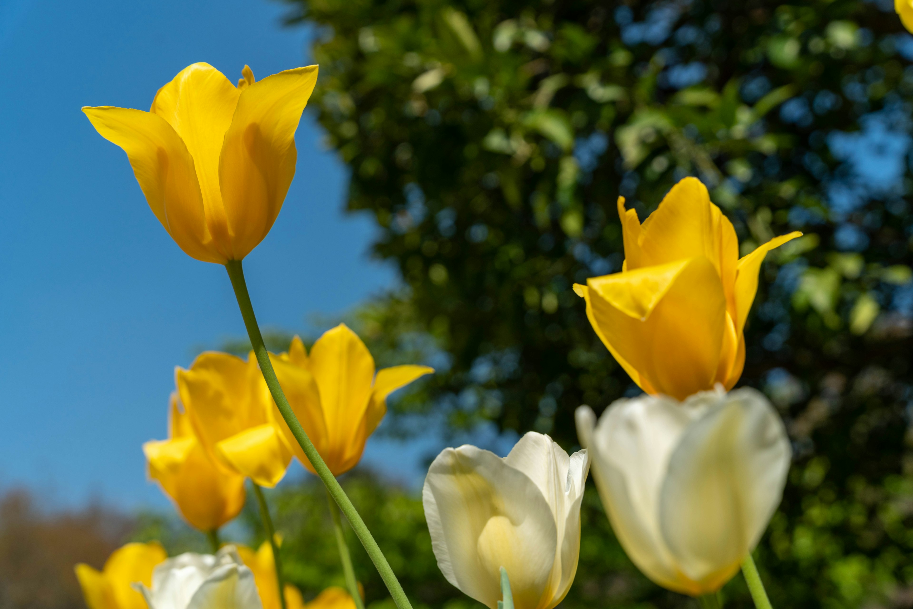 Fiori di tulipani gialli e bianchi che sbocciano sotto un cielo blu