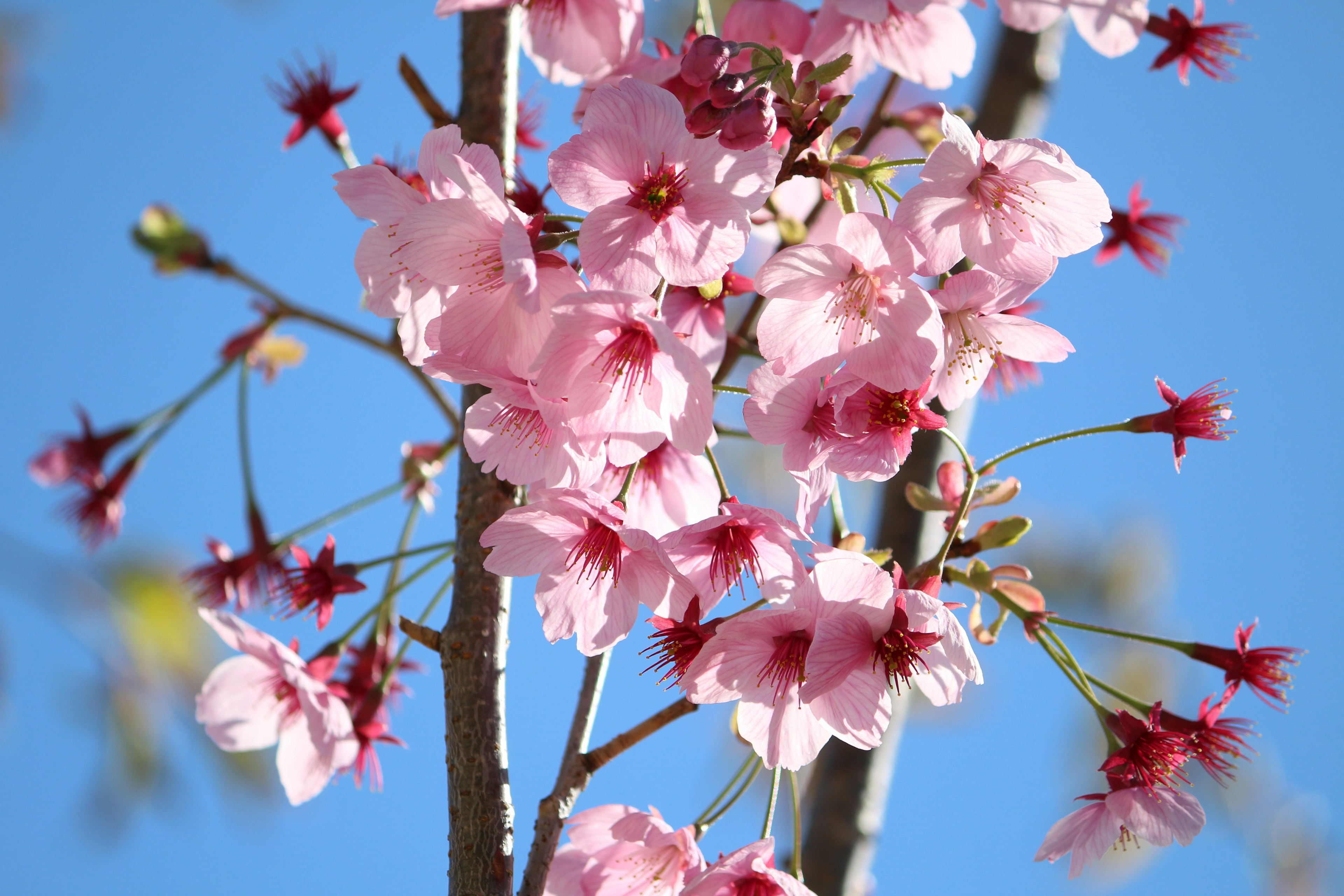 Gros plan de fleurs de cerisier sur fond de ciel bleu