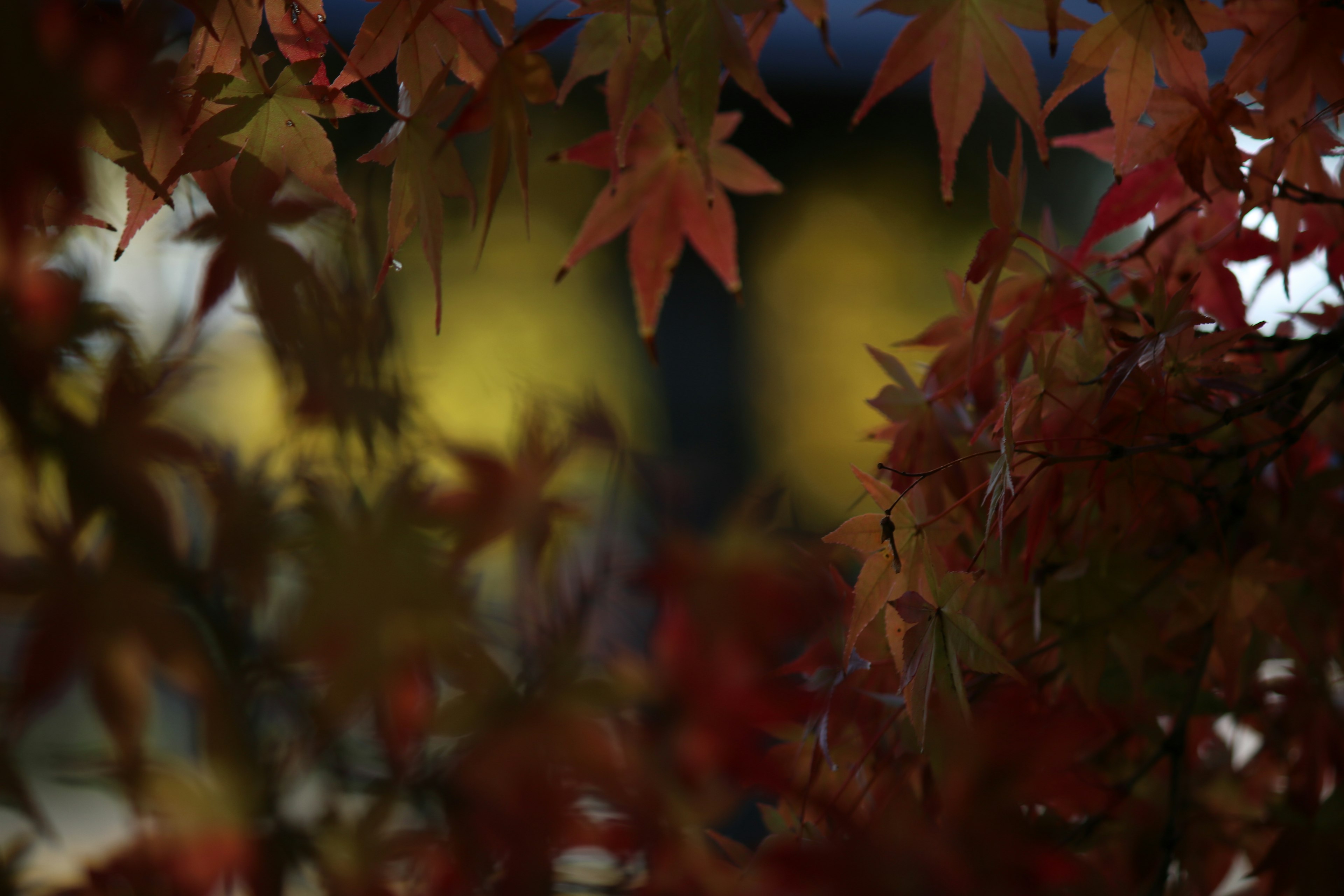 Scena autunnale con foglie rosse che incorniciano uno sfondo sfocato