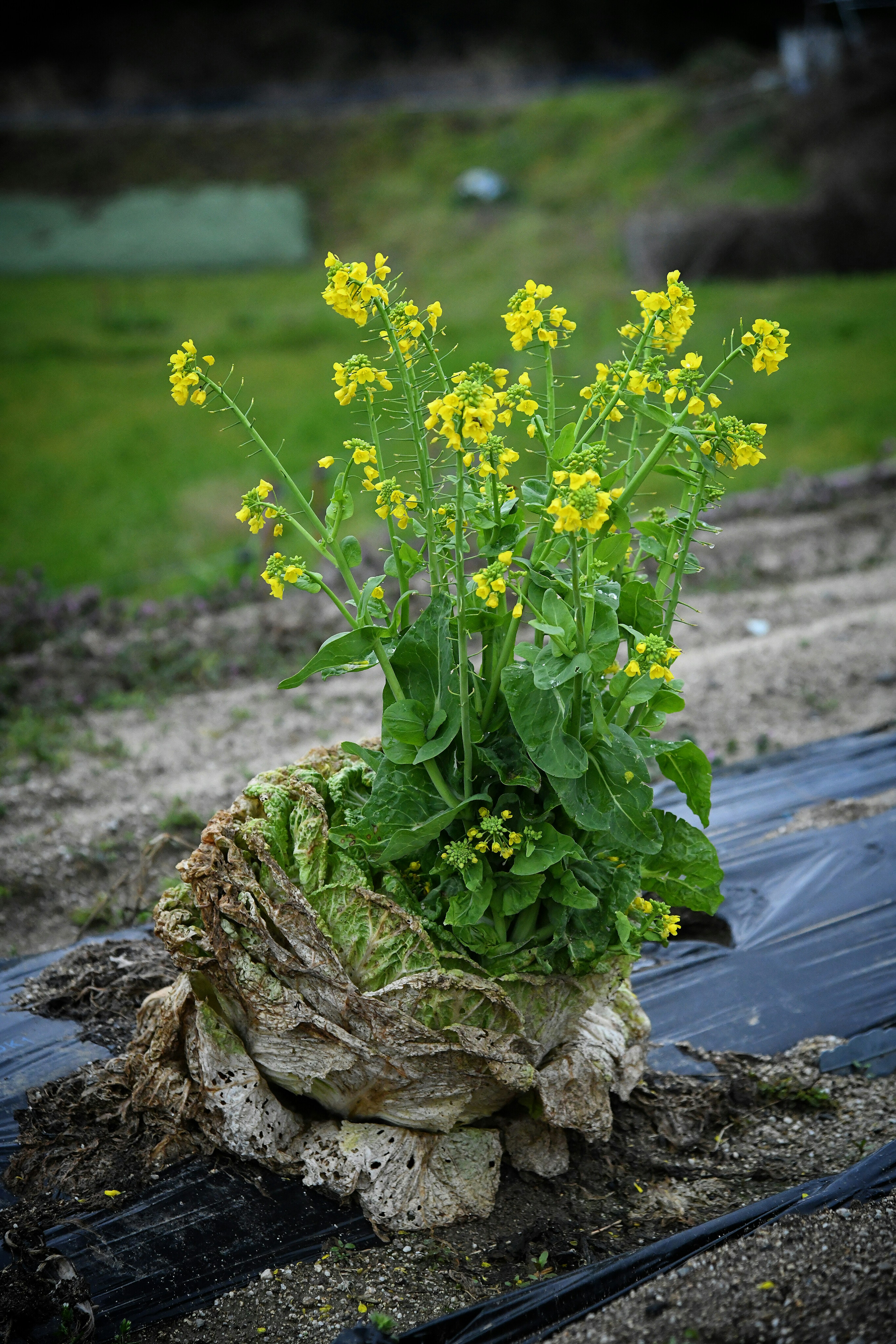 Image of a vegetable with yellow flowers growing from its top