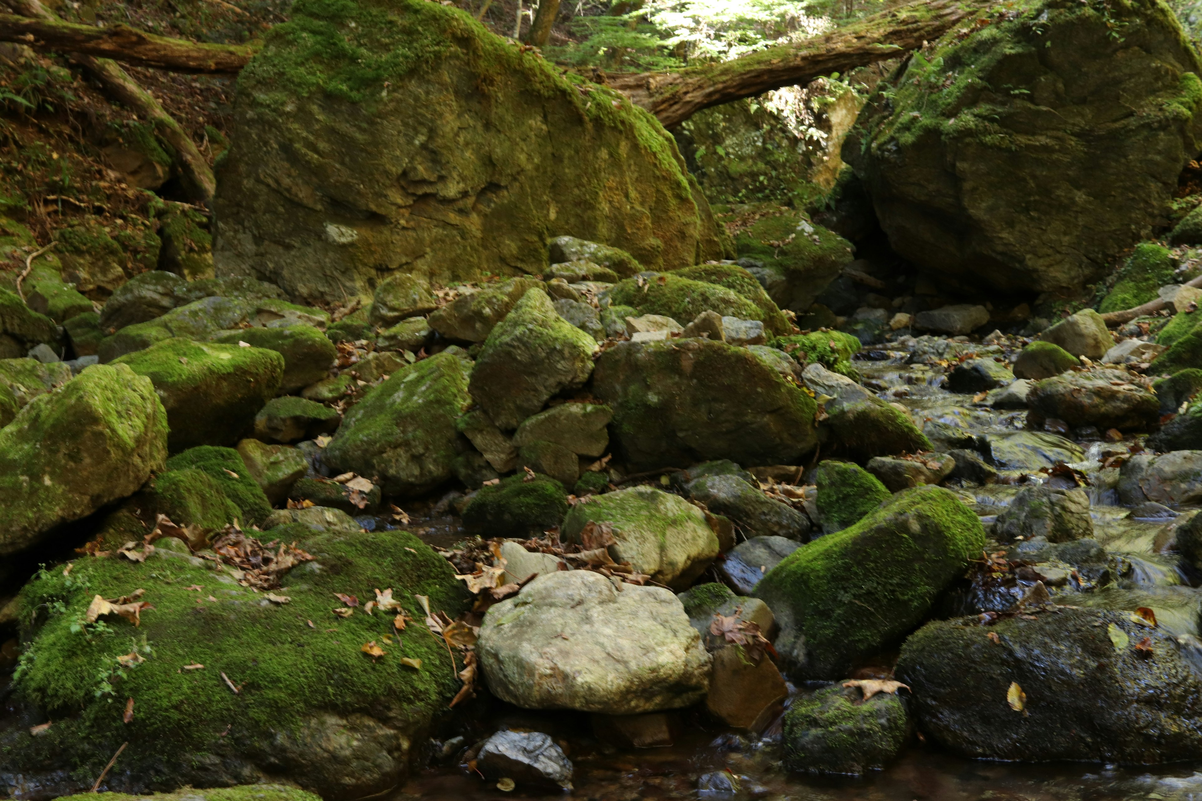 Natural scene of a stream with moss-covered rocks and boulders