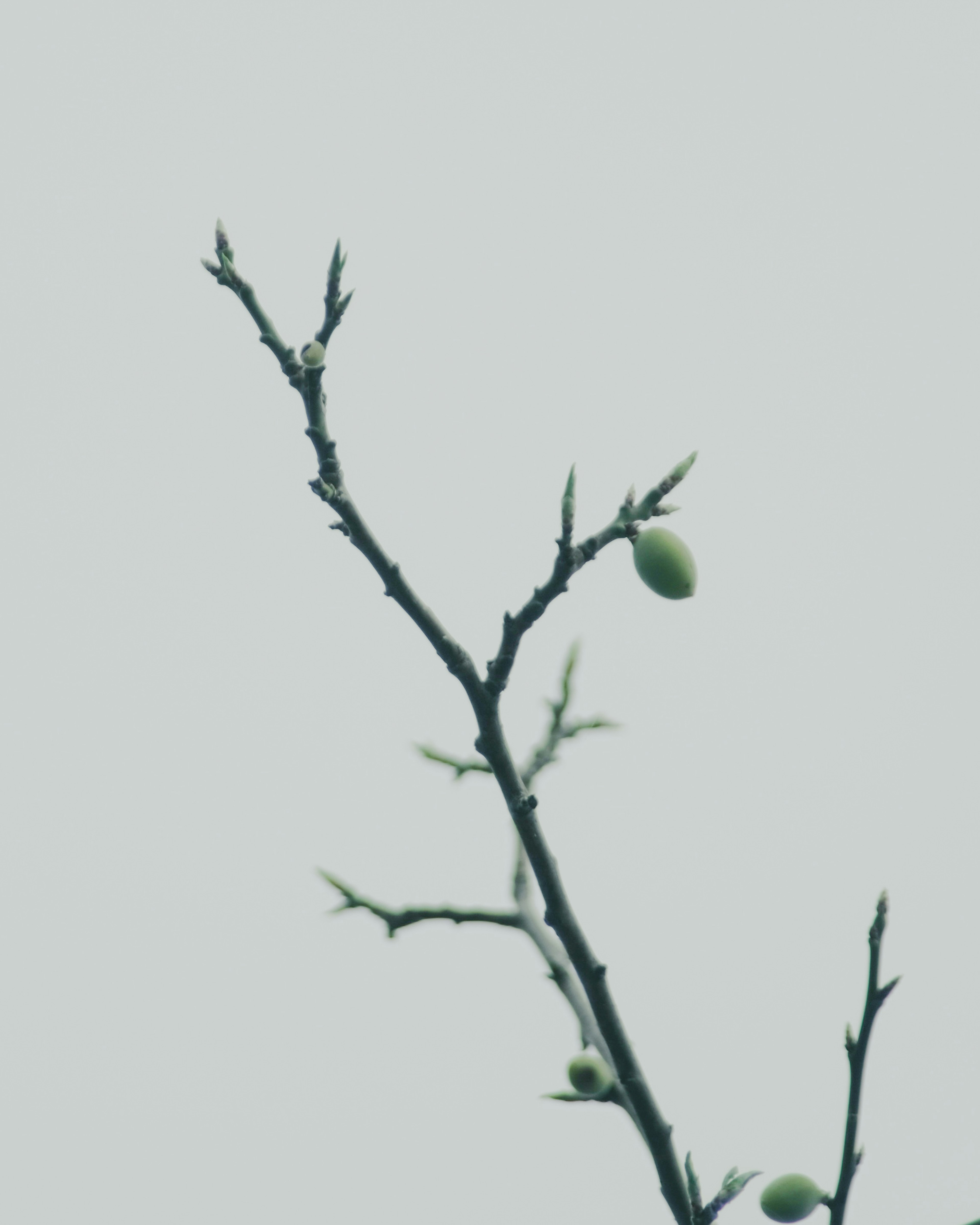 A slender branch with small green fruits against a pale background