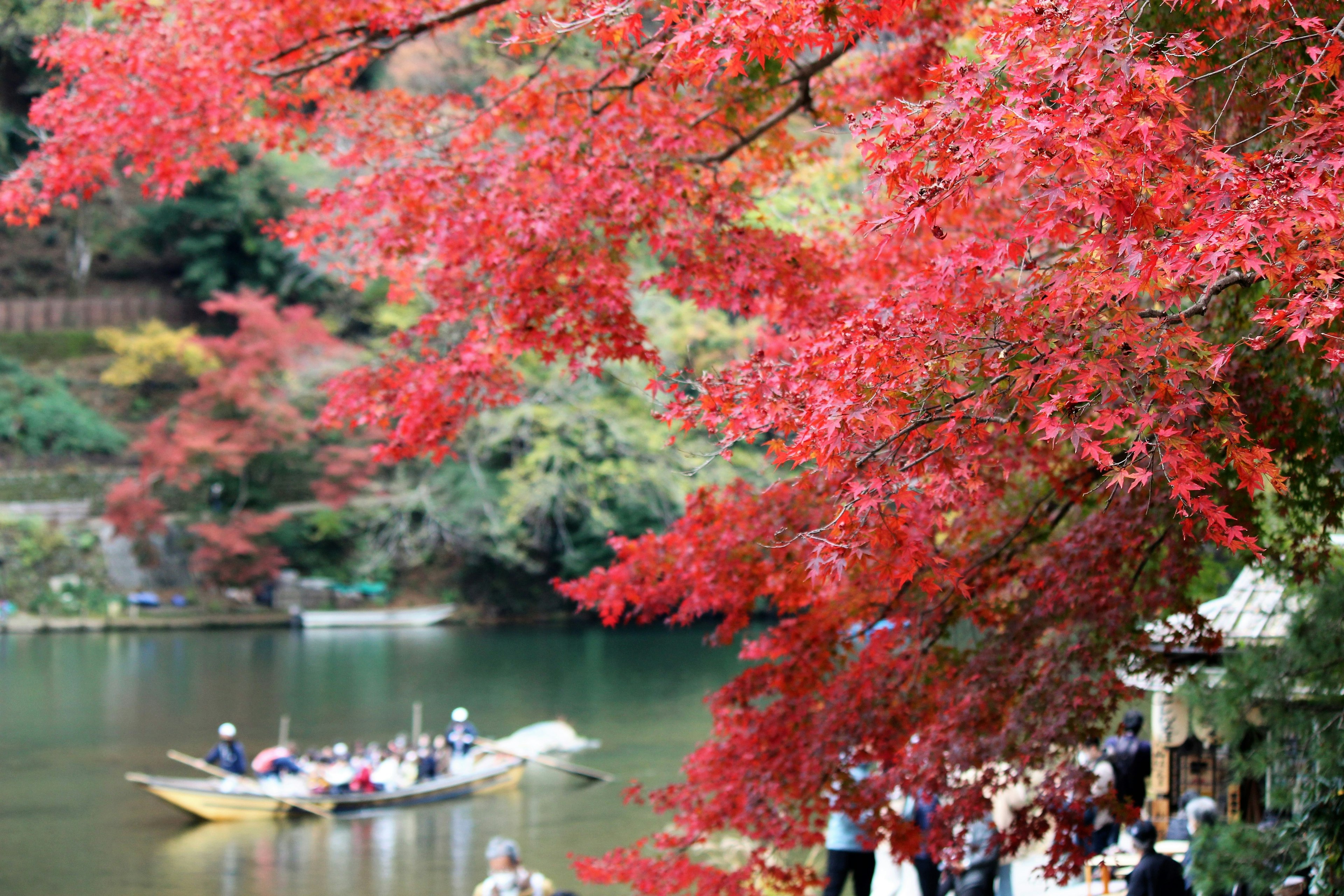 ทิวทัศน์ที่สวยงามของใบไม้ฤดูใบไม้ร่วงที่มีชีวิตชีวาและเรือในแม่น้ำที่เงียบสงบ