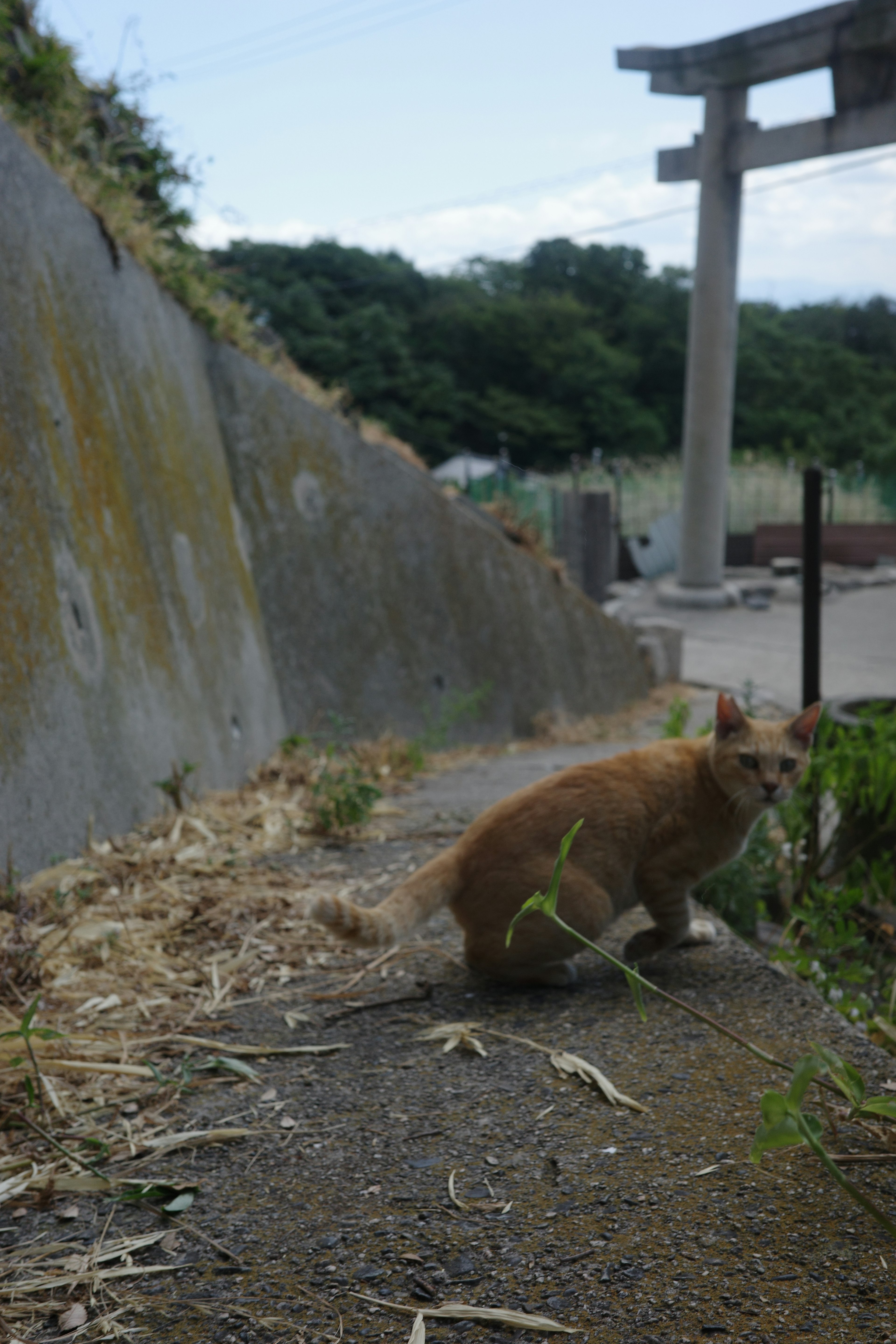 Un gatto arancione seduto su un sentiero di pietra con un torii sullo sfondo