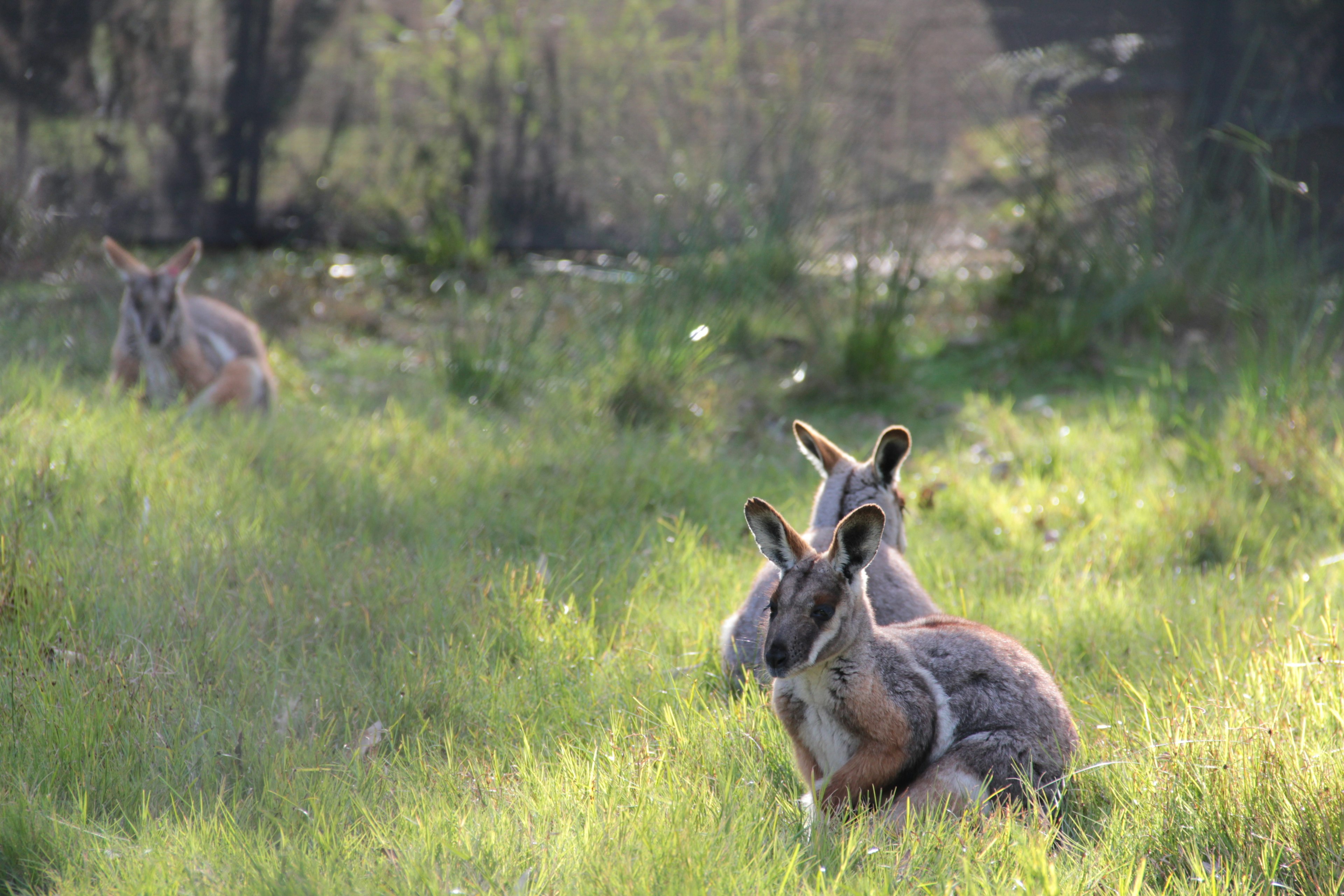 Un groupe de kangourous se reposant dans un champ herbeux ensoleillé