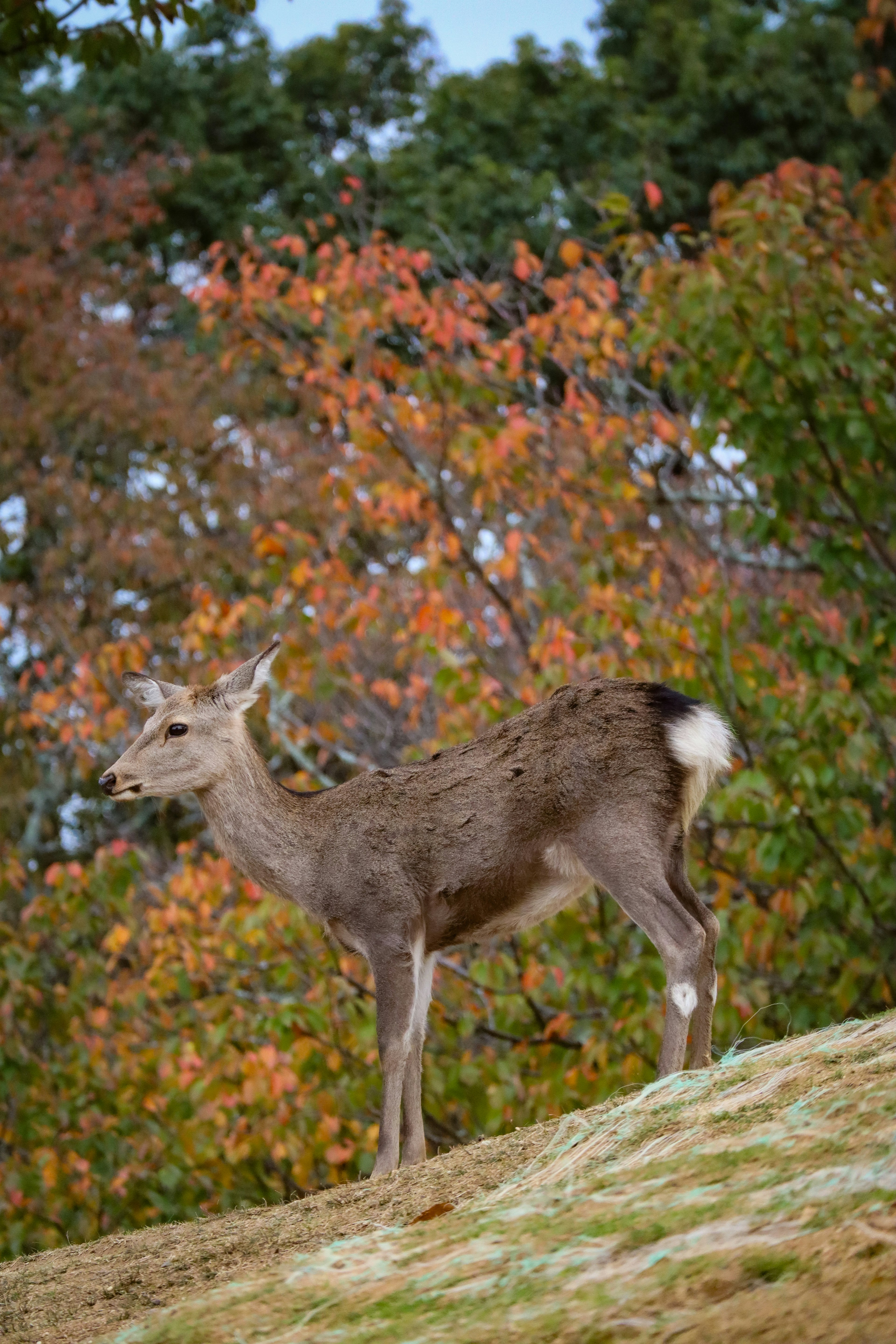 Side view of a deer standing in front of autumn leaves