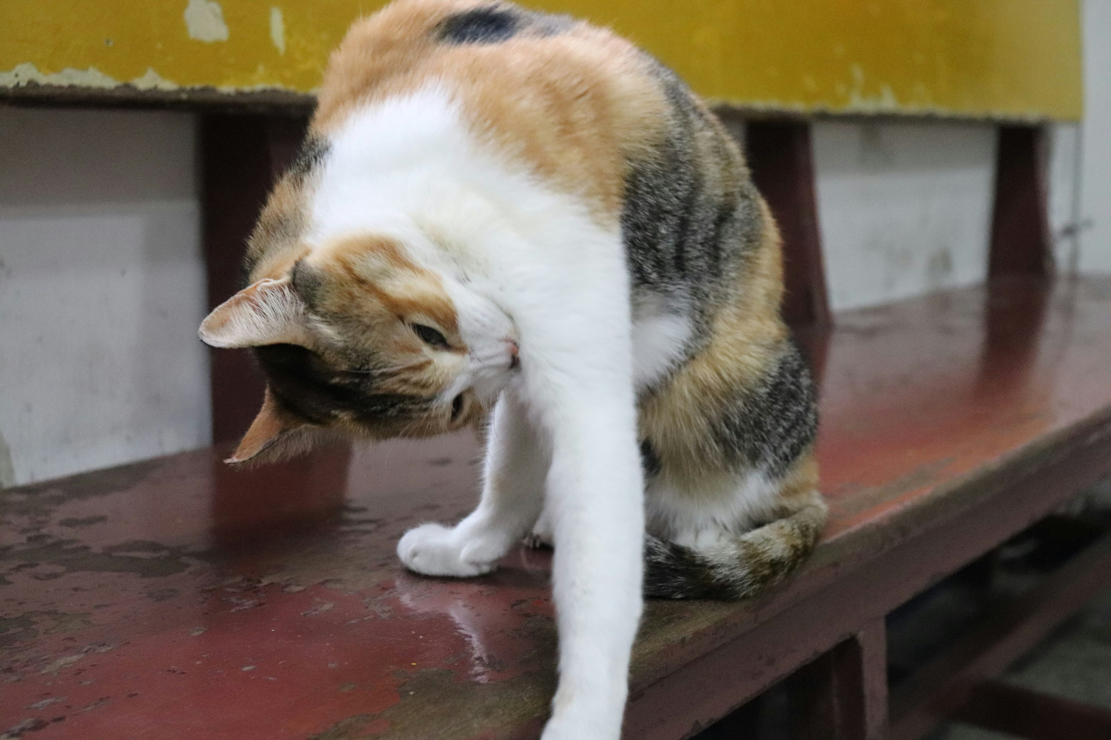 Seekor kucing meregangkan kaki depannya sambil memutar tubuhnya