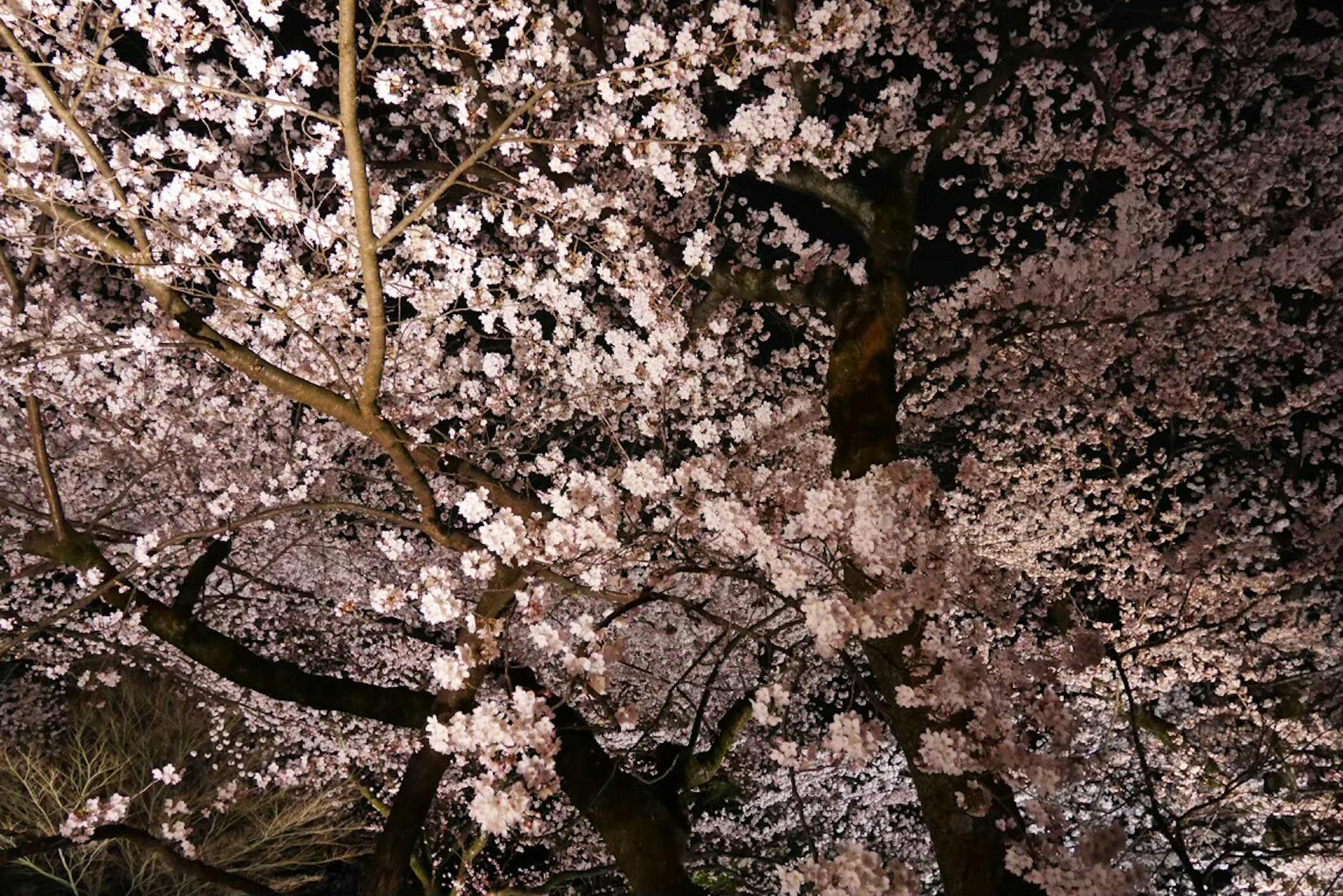 Hermosas flores de cerezo floreciendo contra el cielo nocturno