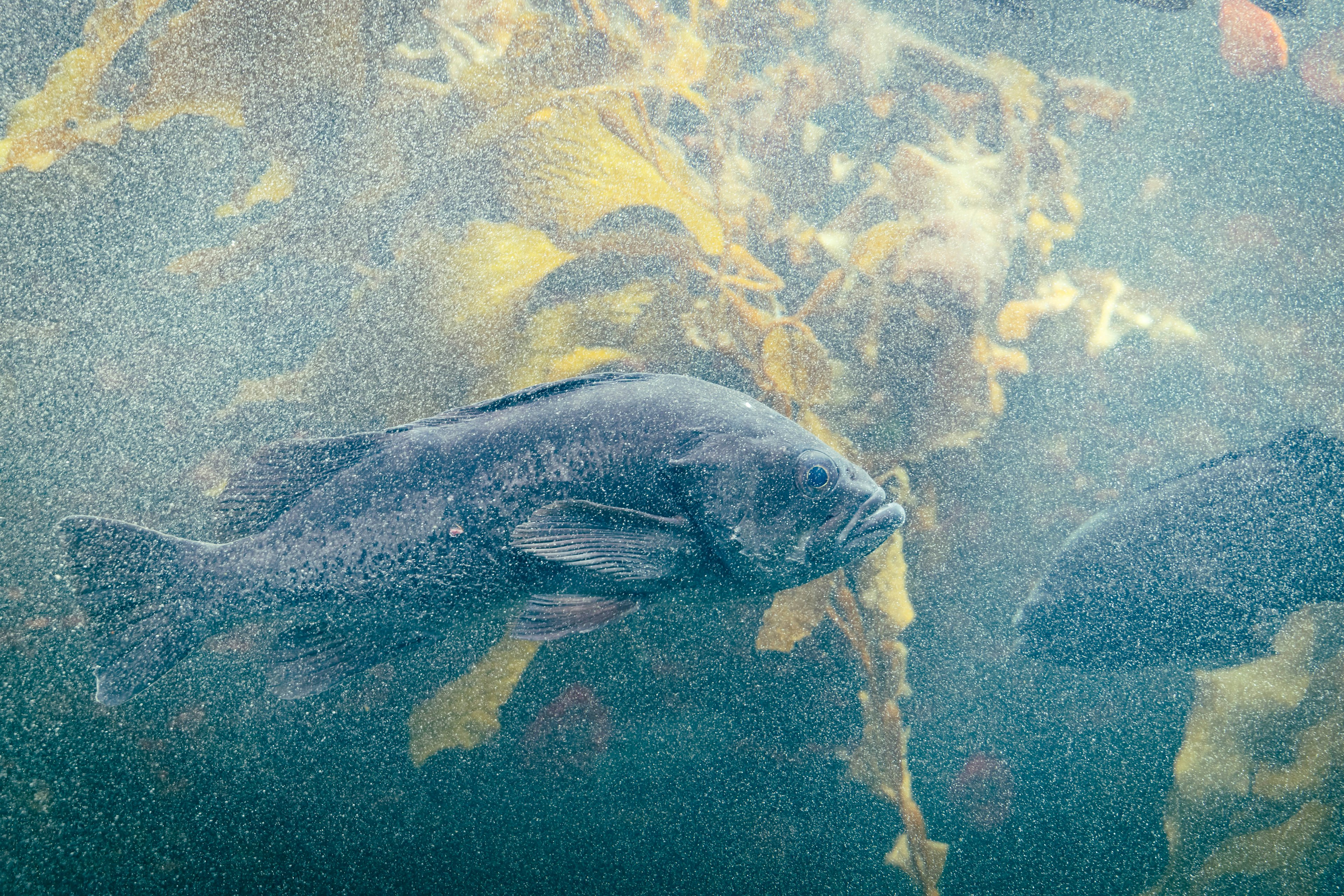 水中游動的魚與海藻背景