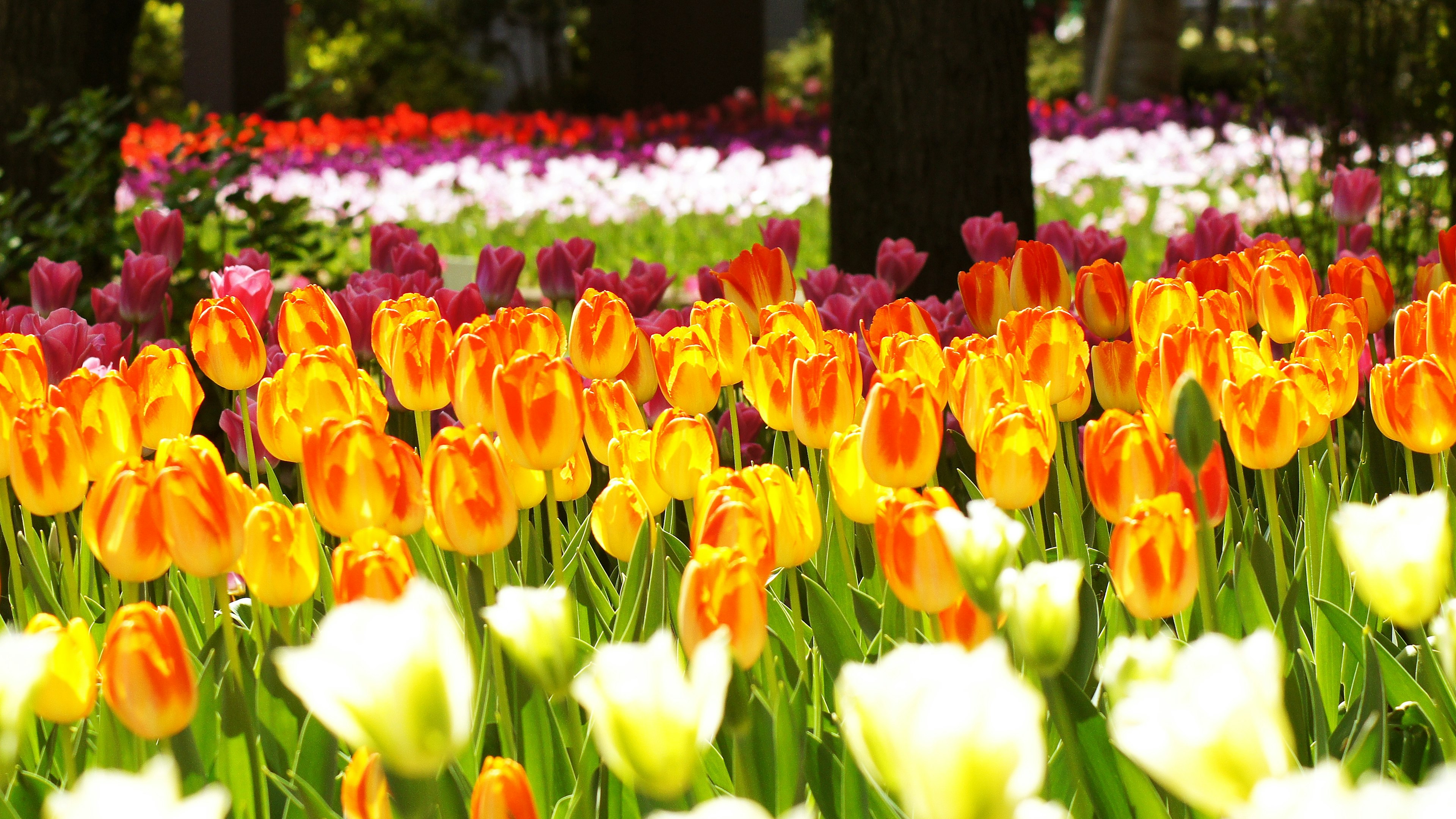 Tulipanes coloridos floreciendo en un paisaje de jardín