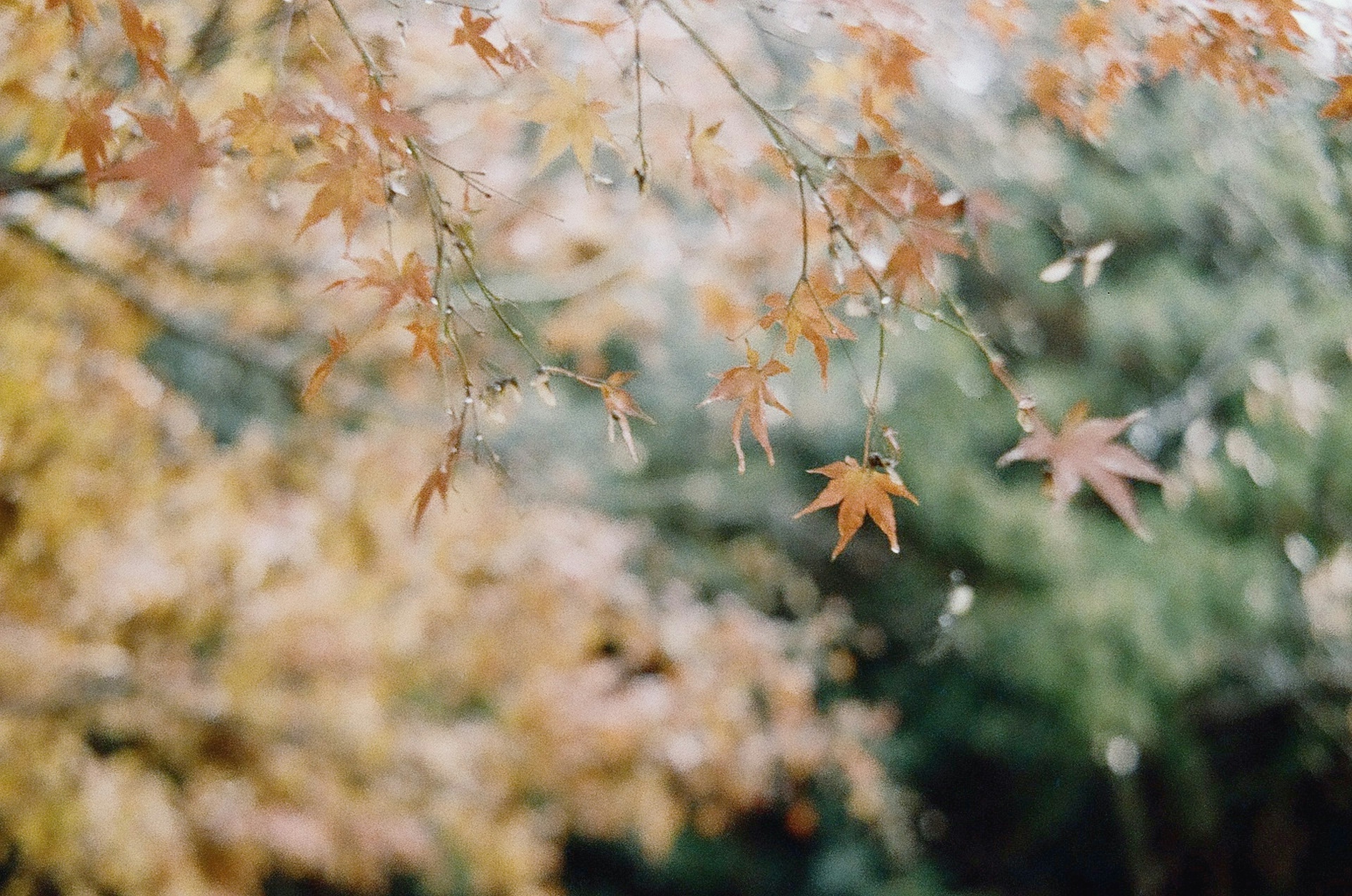 Primer plano de hojas de otoño balanceándose en las ramas