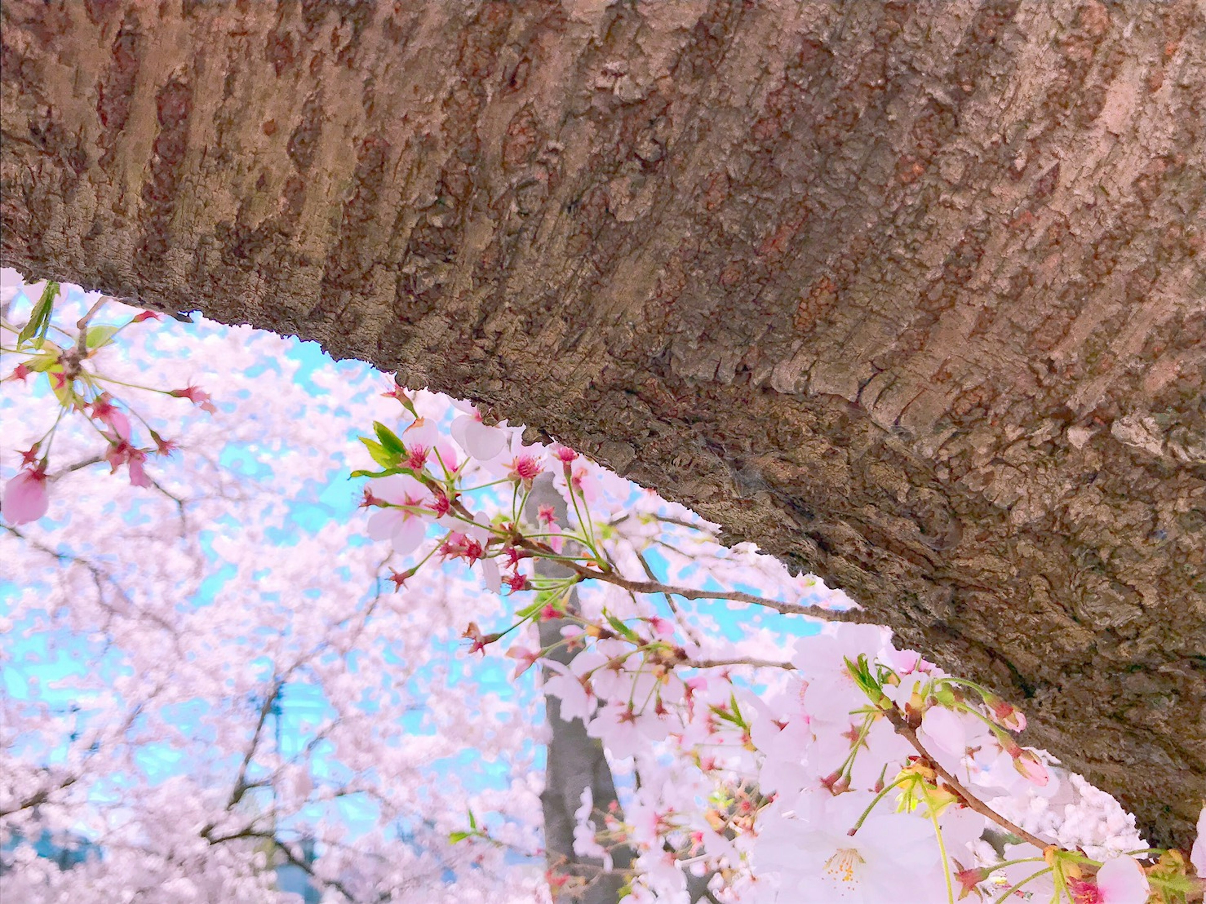 ピンクの桜の花びらが水面に浮かぶ様子と木の幹の質感