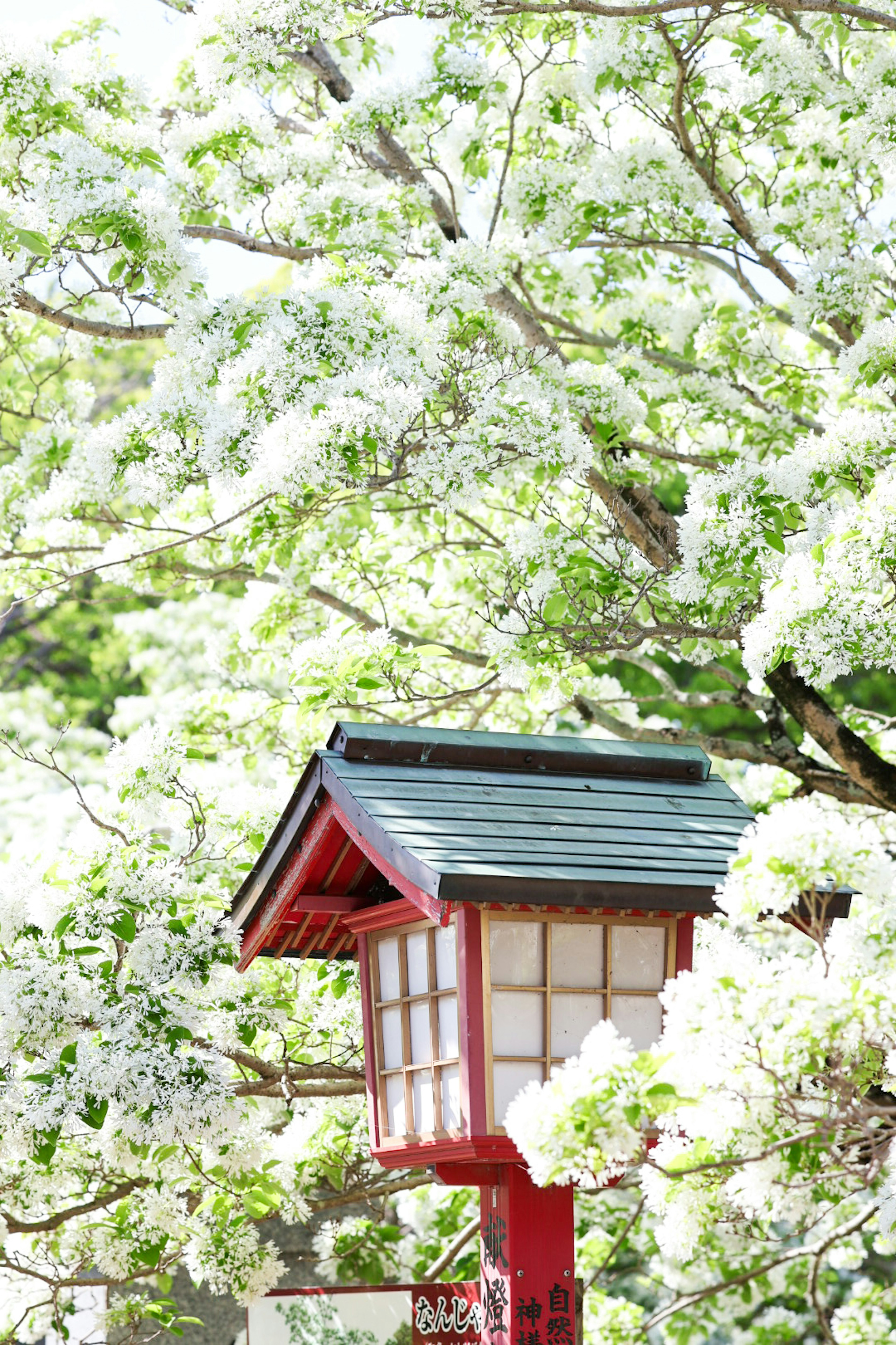 赤い提灯と白い花に囲まれた風景