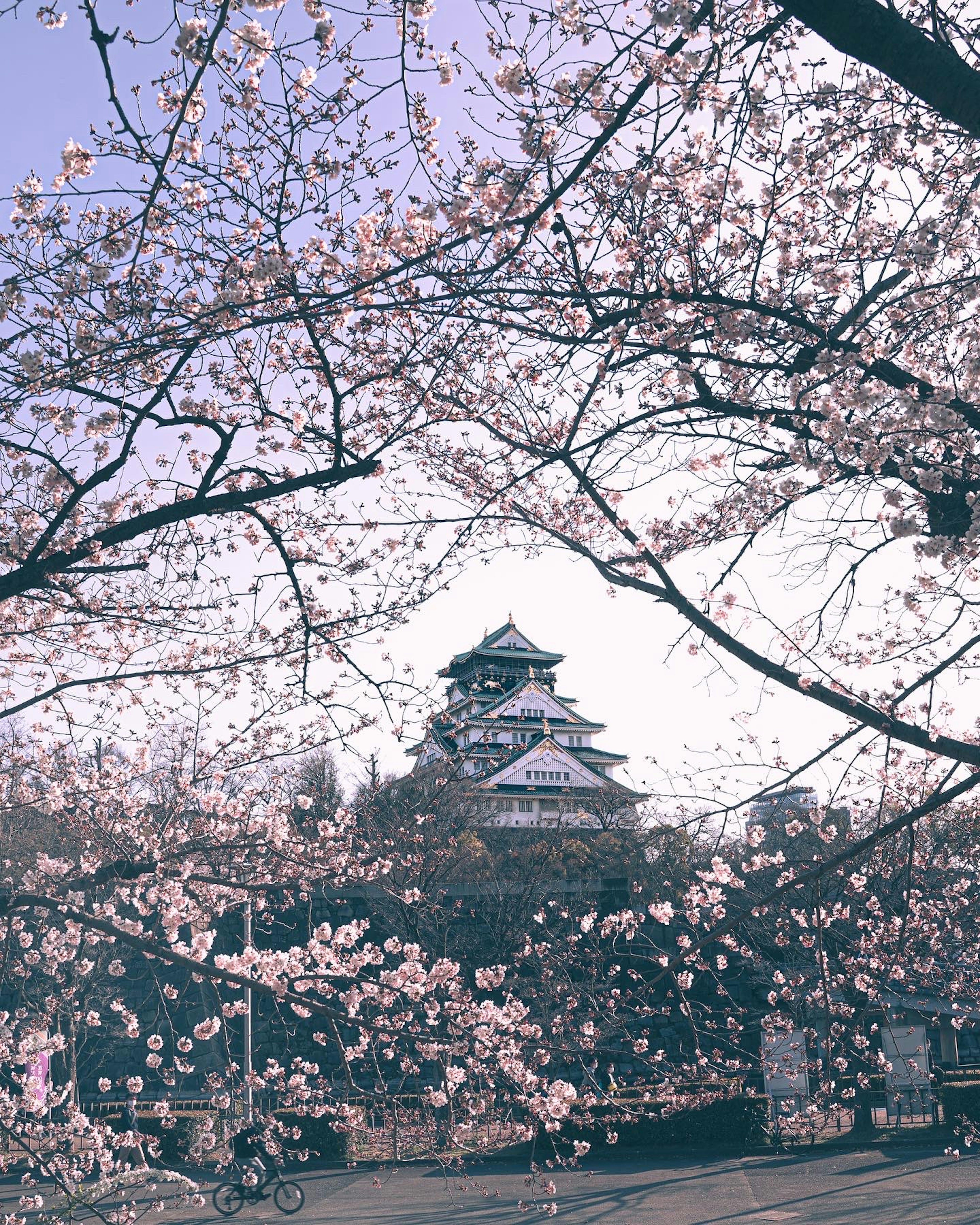 Beautiful castle visible among blooming cherry blossoms