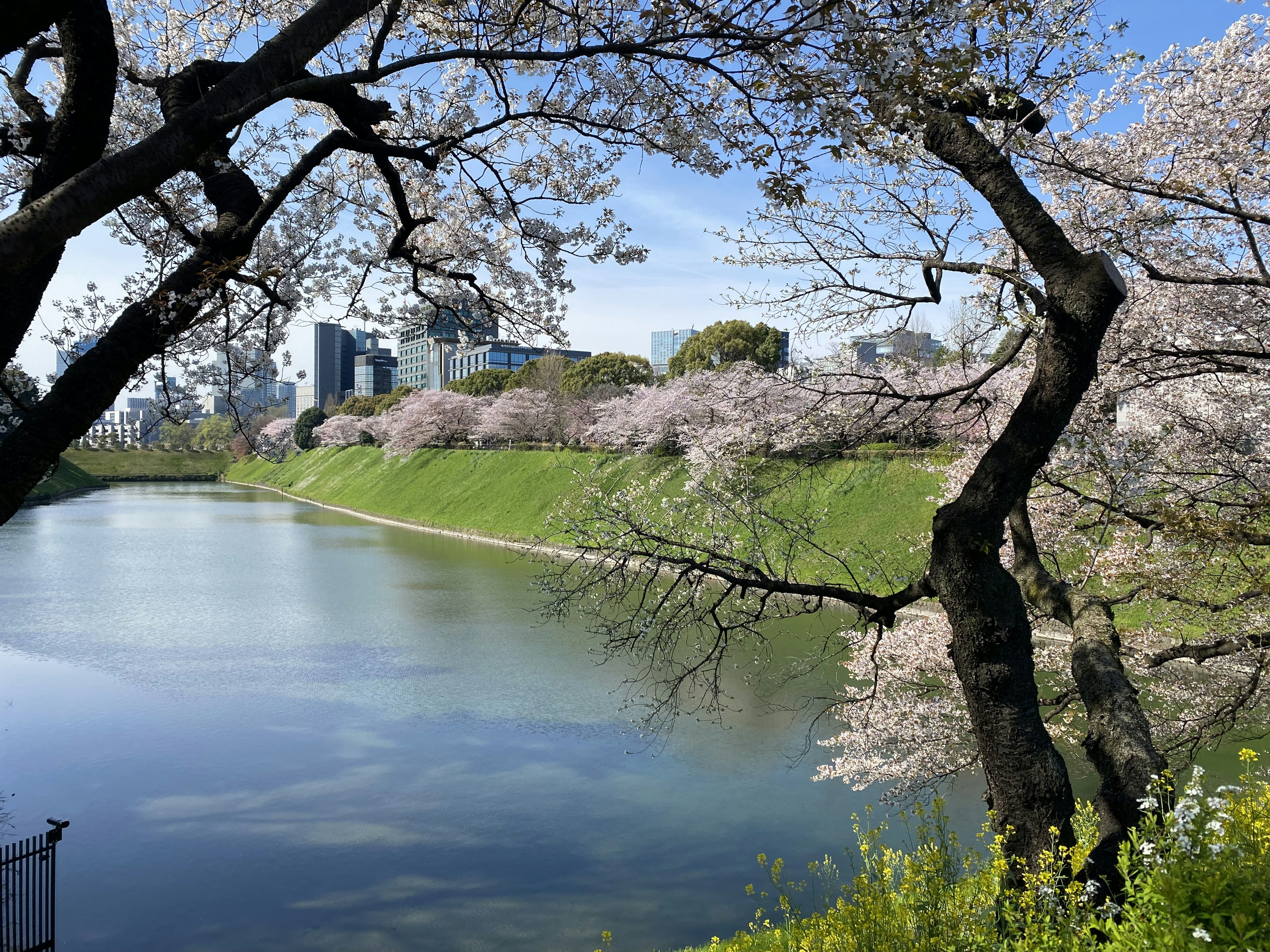 Pohon sakura yang mekar mengelilingi sungai tenang dengan latar belakang cakrawala kota