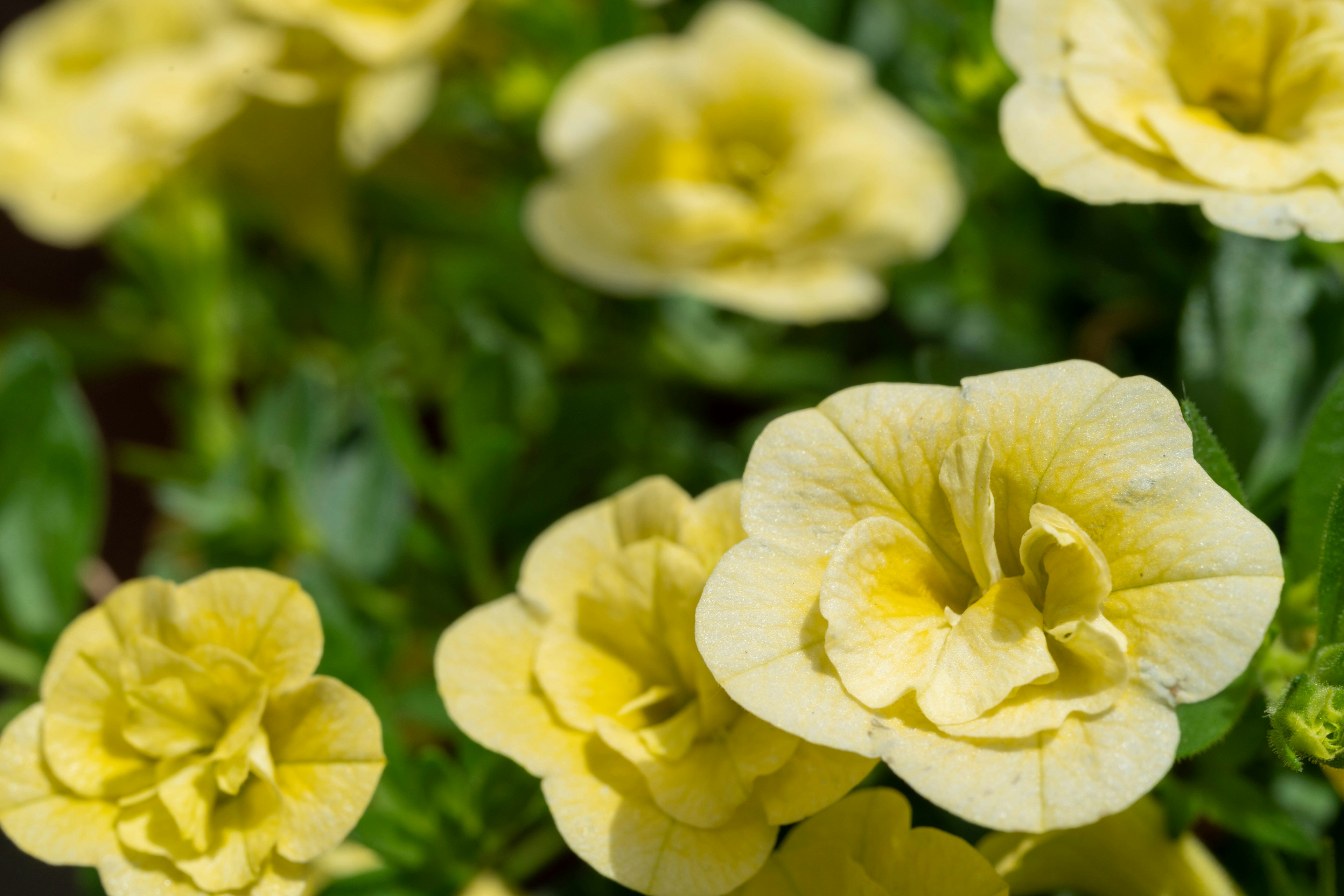 Nahaufnahme von gelben blühenden Blumen in einem Garten