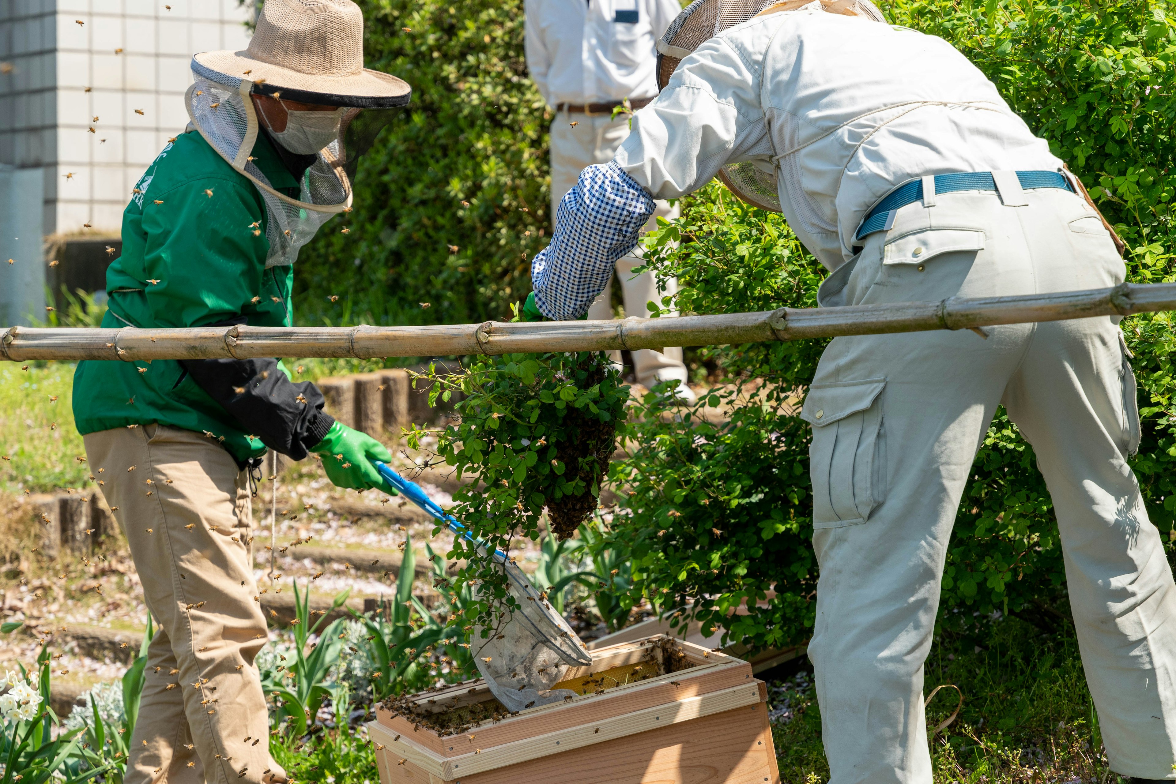 Zwei Arbeiter, die einen Bienenstock handhaben, einer in grüner Kleidung und der andere in weißer Kleidung