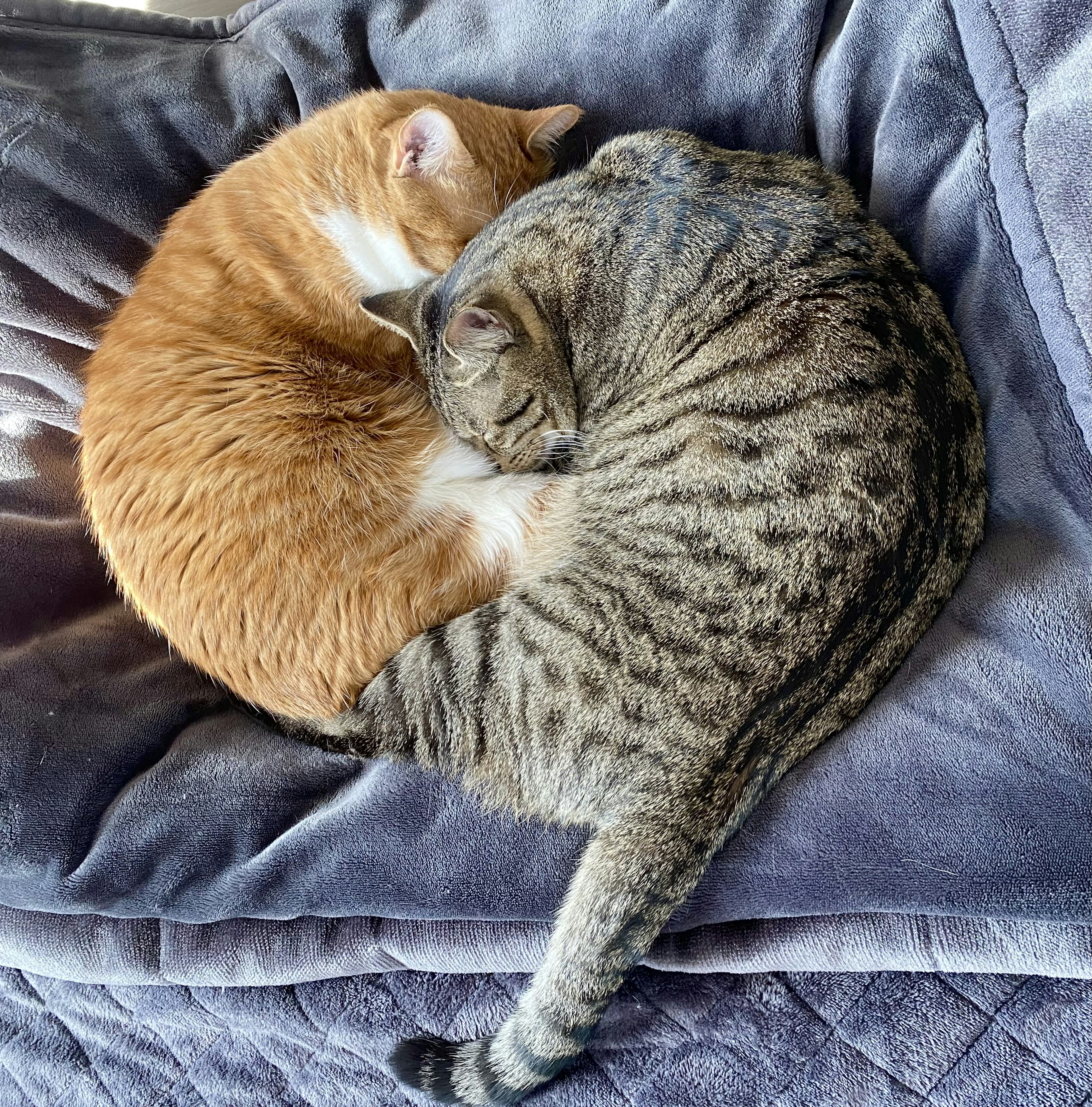 Zwei Katzen zusammengerollt eine orange Katze und eine gestreifte Katze, die sich auf einer weichen Decke kuscheln