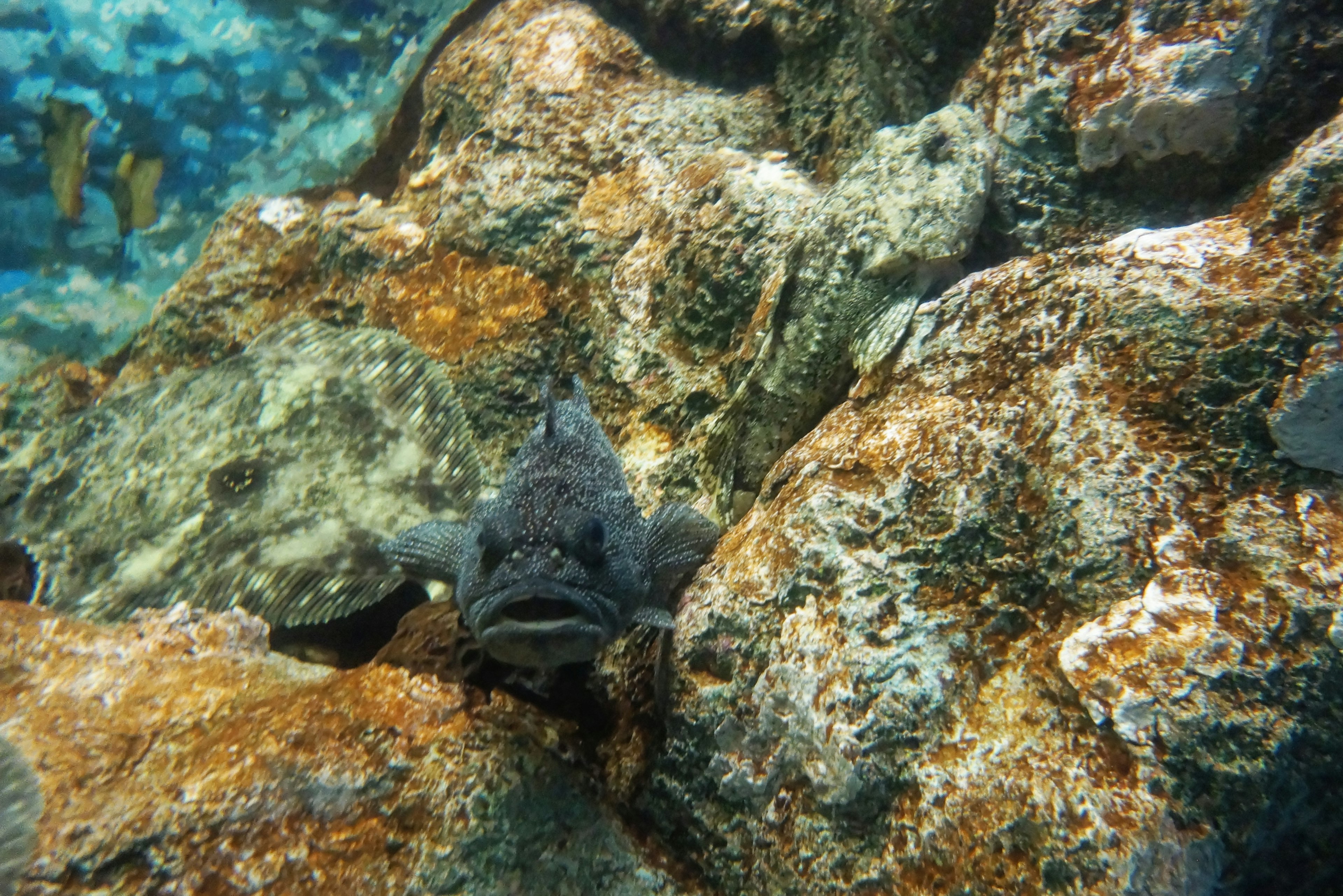 Foto bawah air ikan yang bersembunyi di antara batu