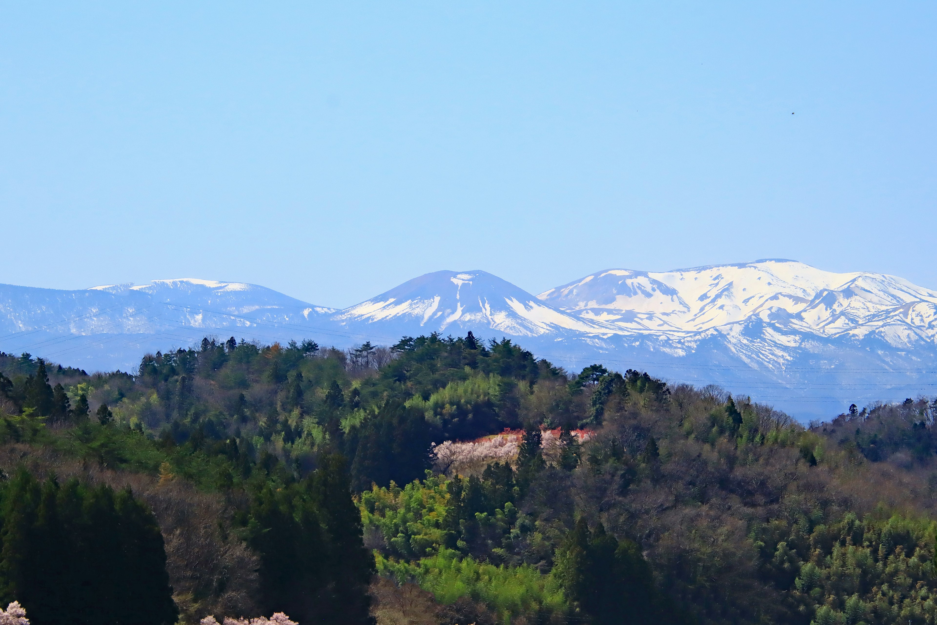 Montañas nevadas con bosques verdes en primer plano