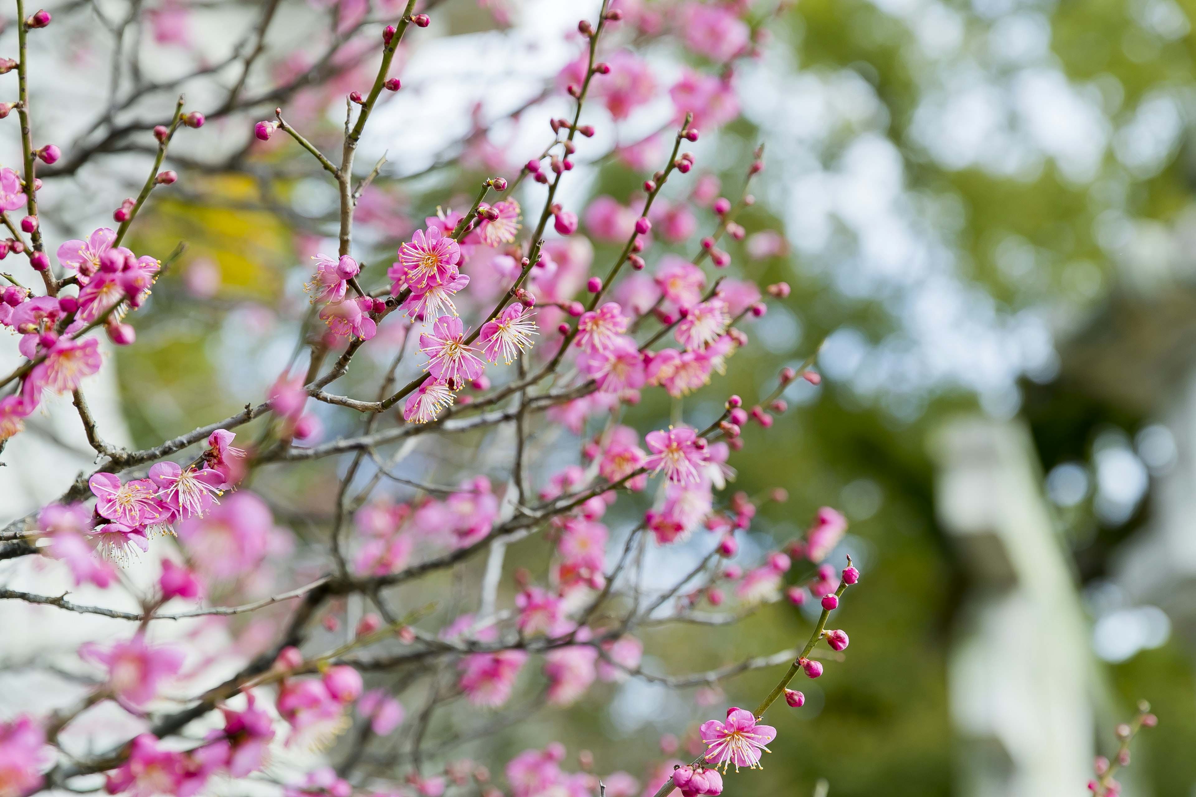 Close-up of cherry blossom branches with pink flowers blurred green background