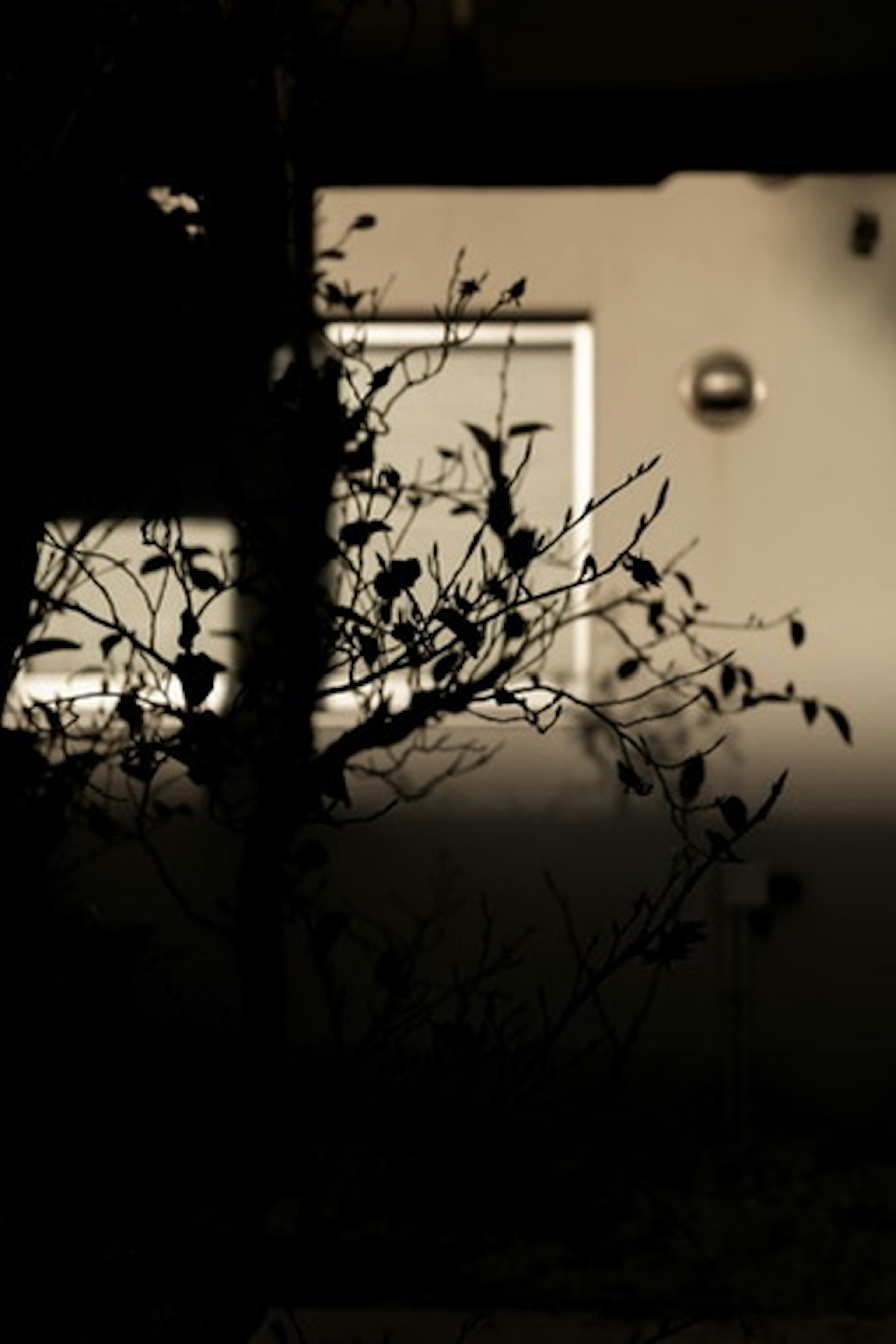 Silueta de plantas proyectando sombras frente a una ventana de casa