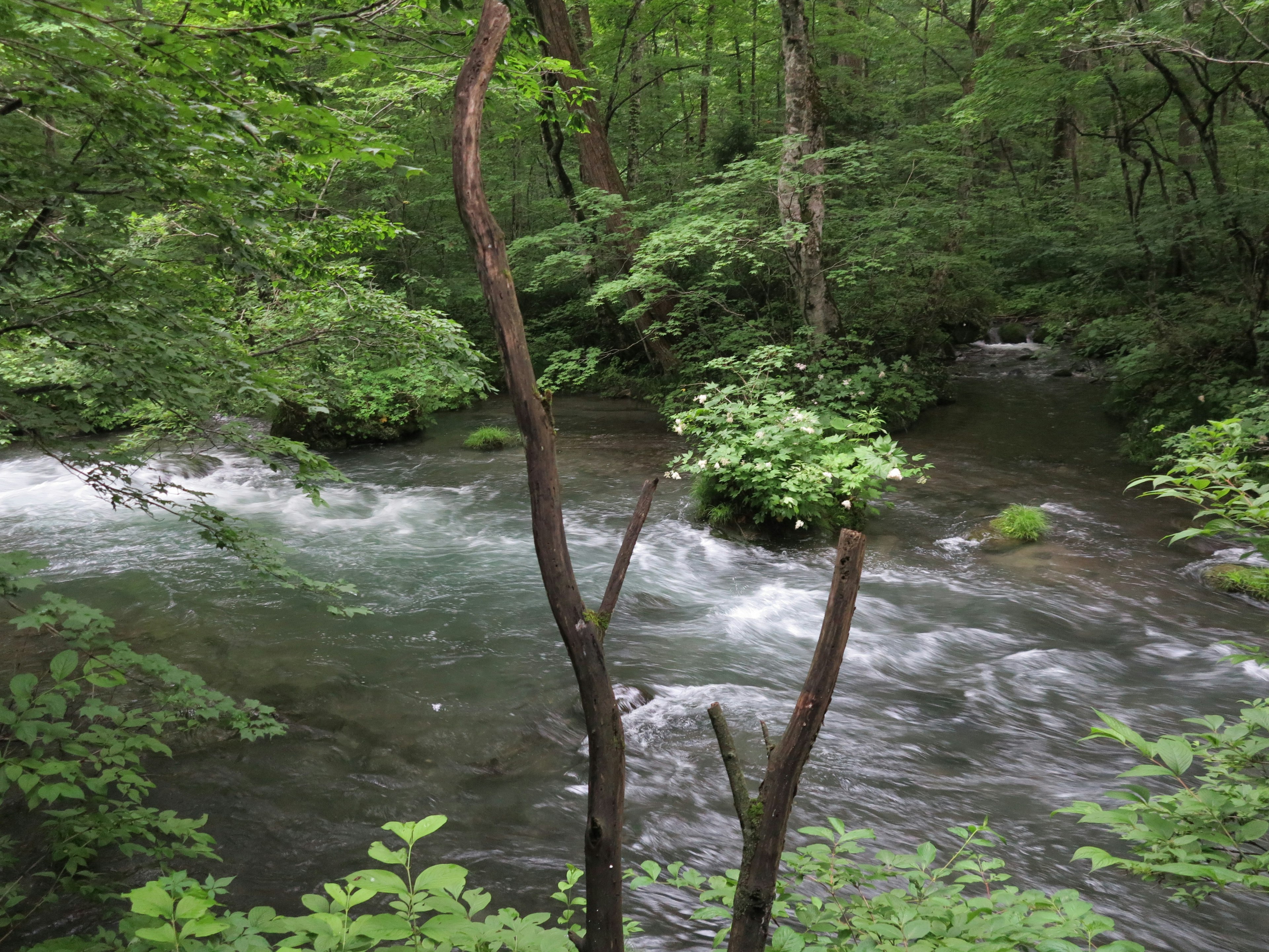 A flowing stream surrounded by lush greenery and trees