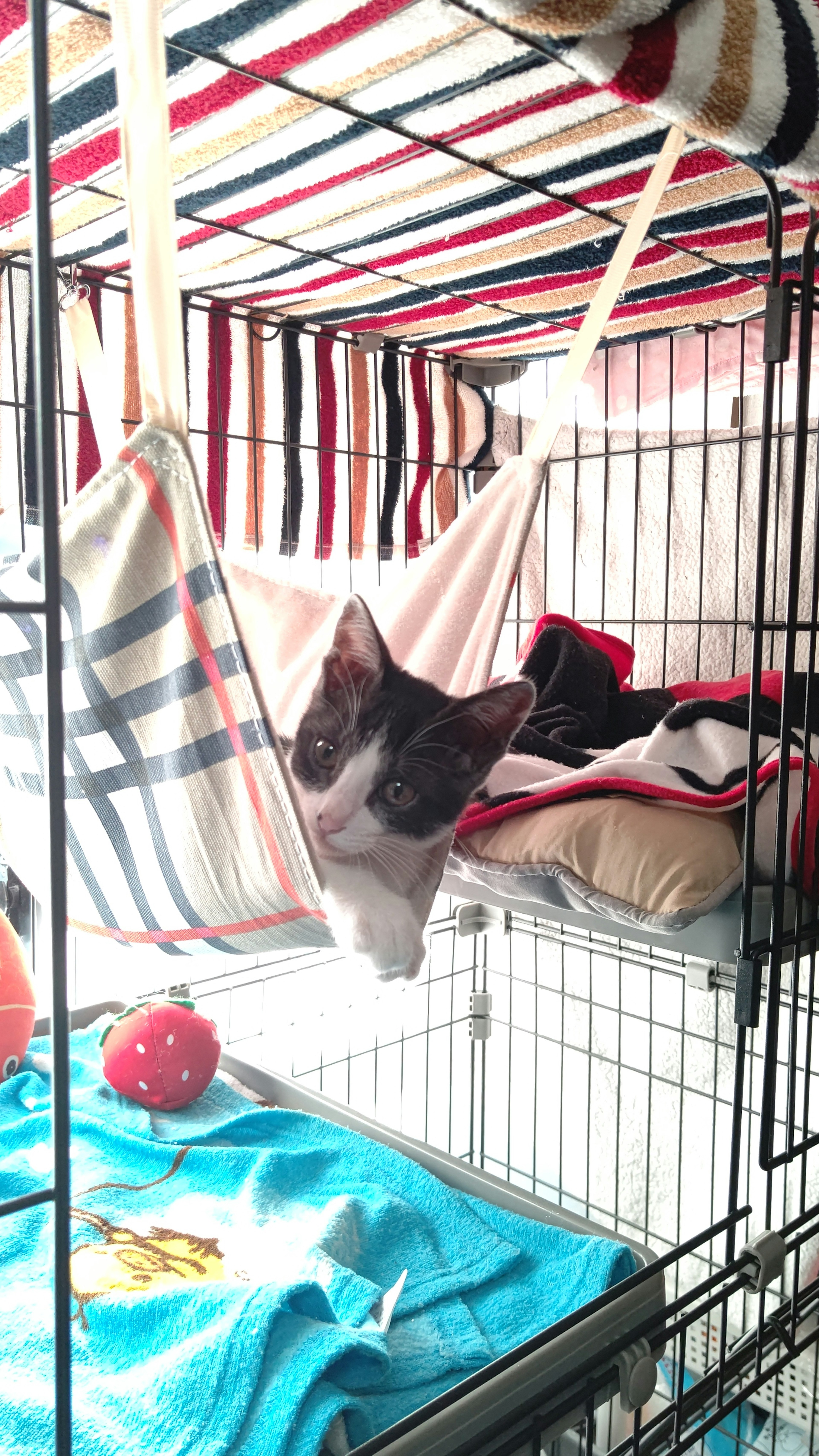 A cat peeking out from a hammock inside a pet cage