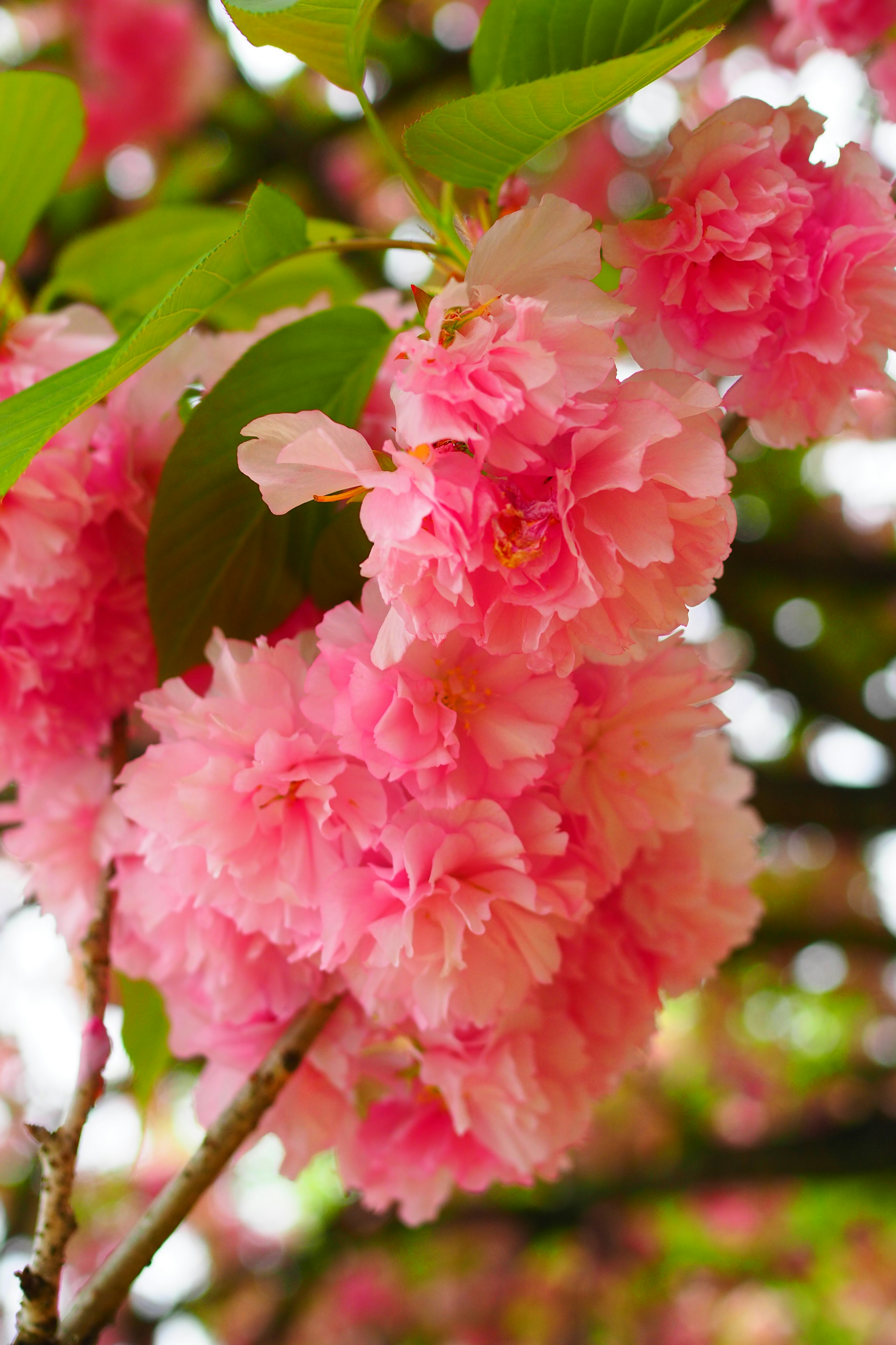 Bunga sakura merah muda yang indah mekar penuh