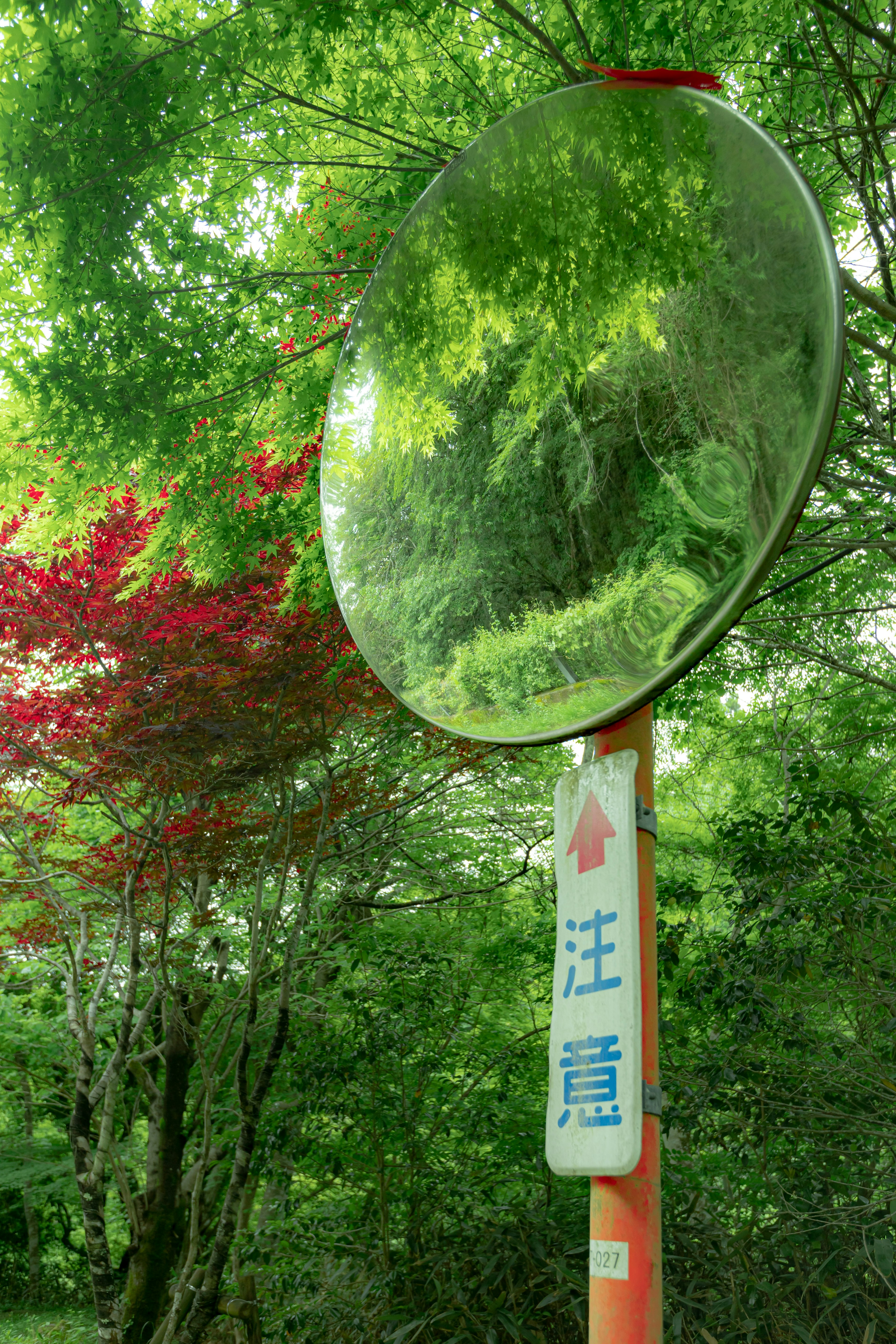 A convex mirror surrounded by green trees with a caution sign