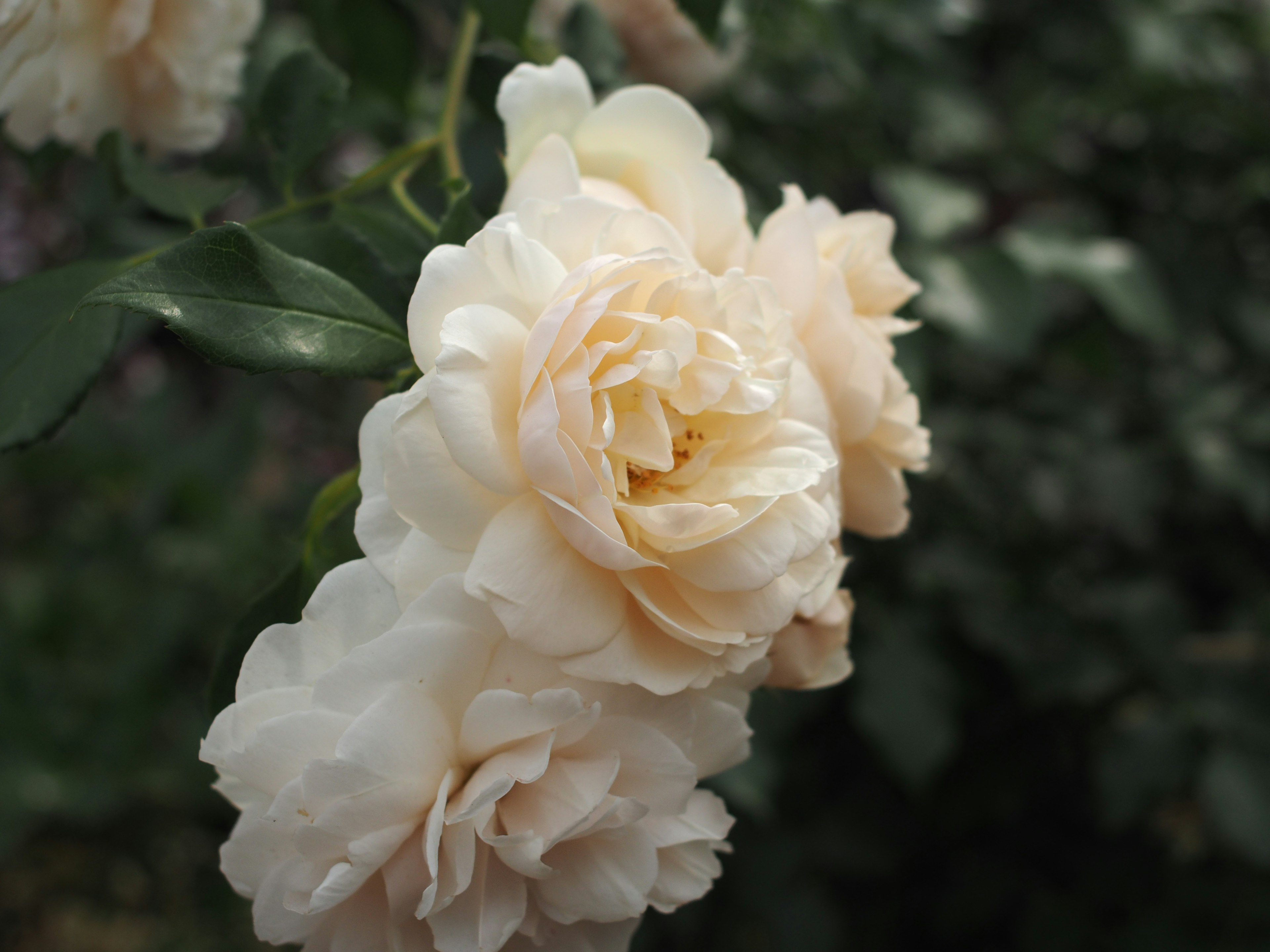 Hermosa imagen de rosas de color rosa pálido en flor