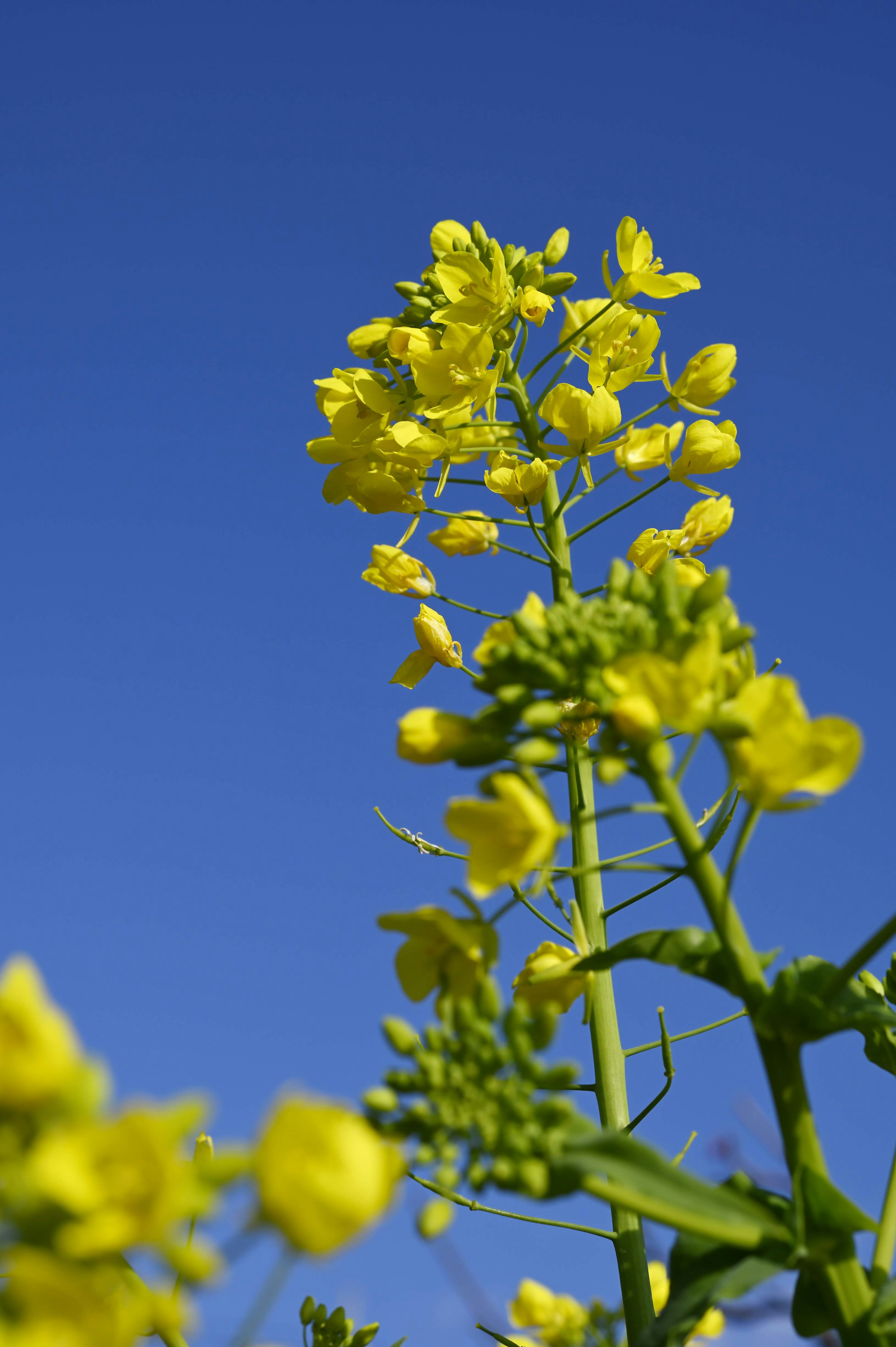 Yellow flower stalks and buds against a blue sky