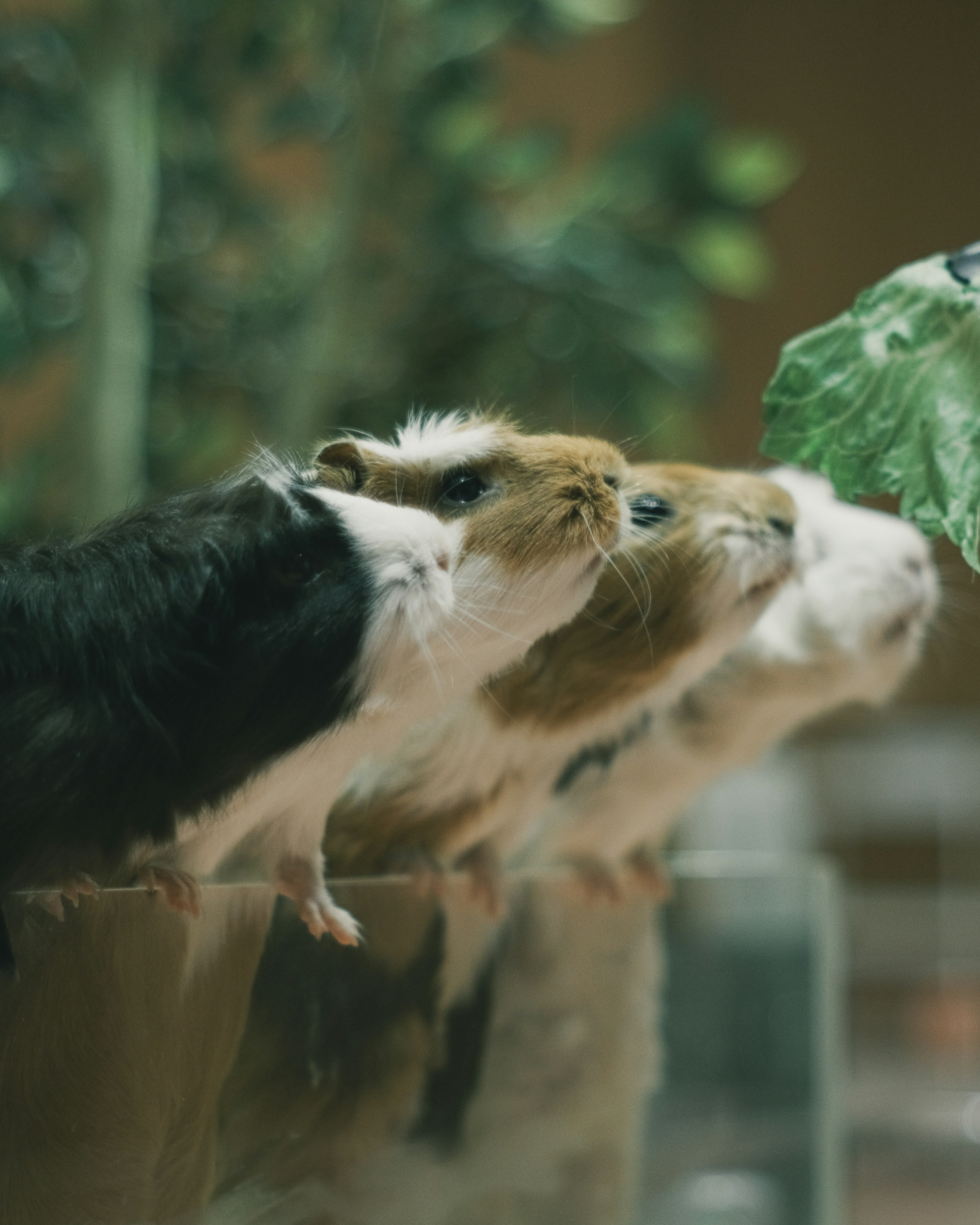 Three guinea pigs eagerly looking at food