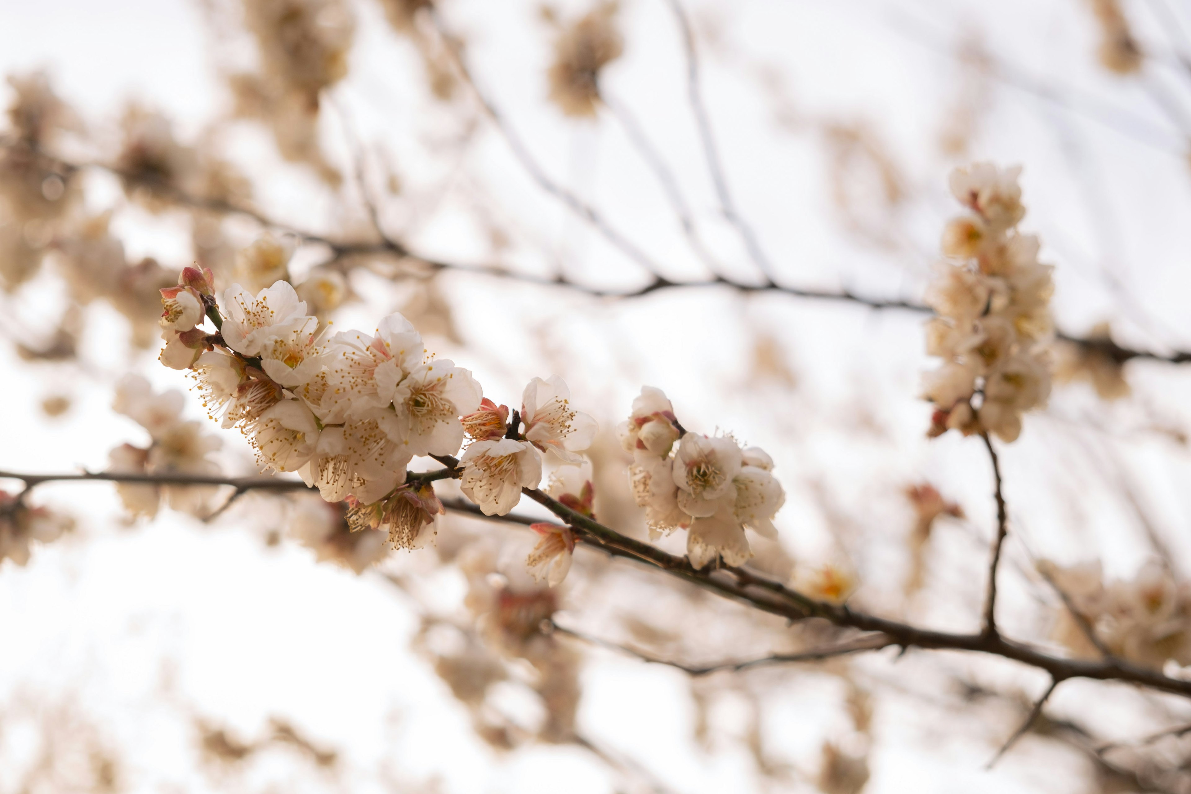 白い背景に咲く桜の花の枝のクローズアップ