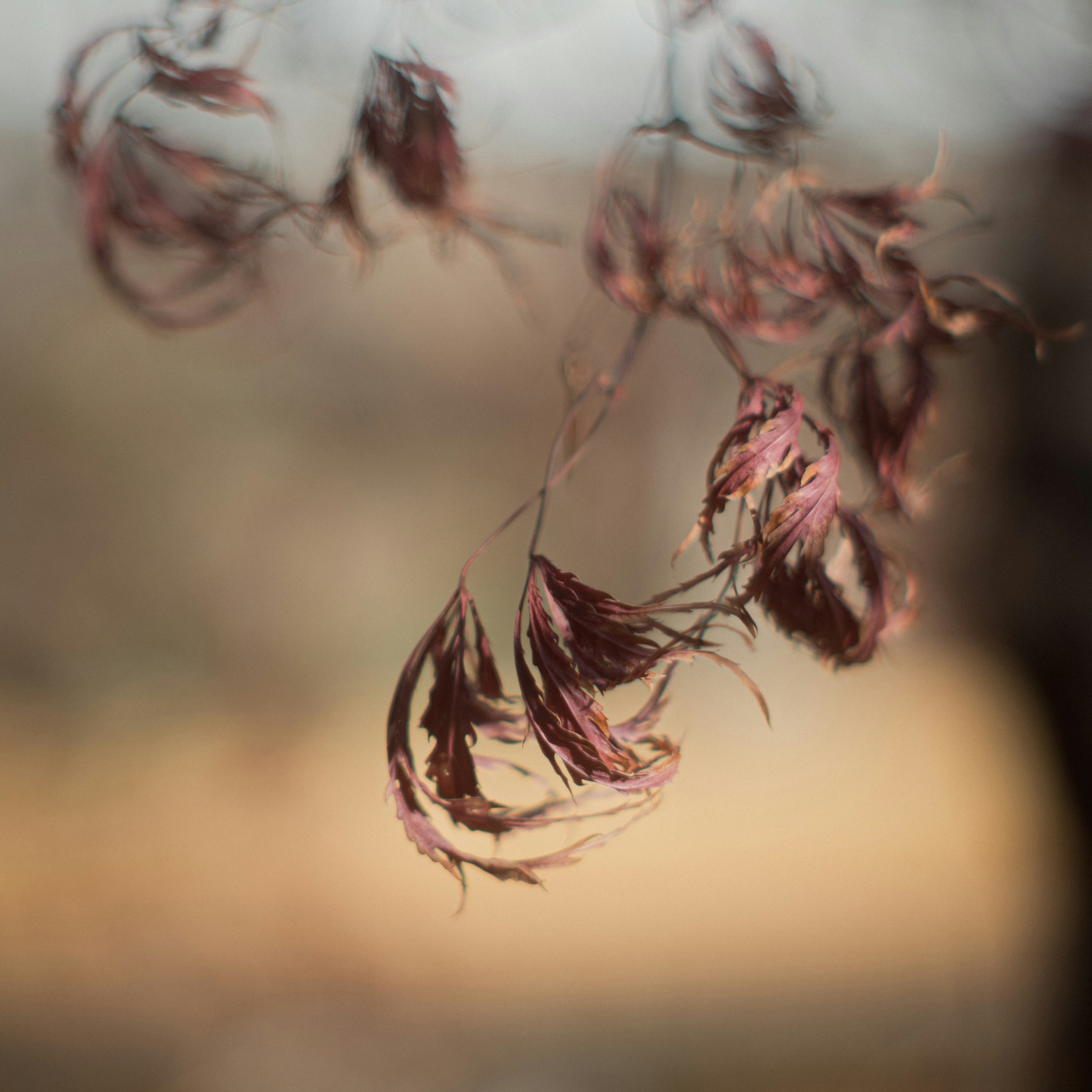 Feuilles rouges se balançant dans le vent avec un arrière-plan naturel flou