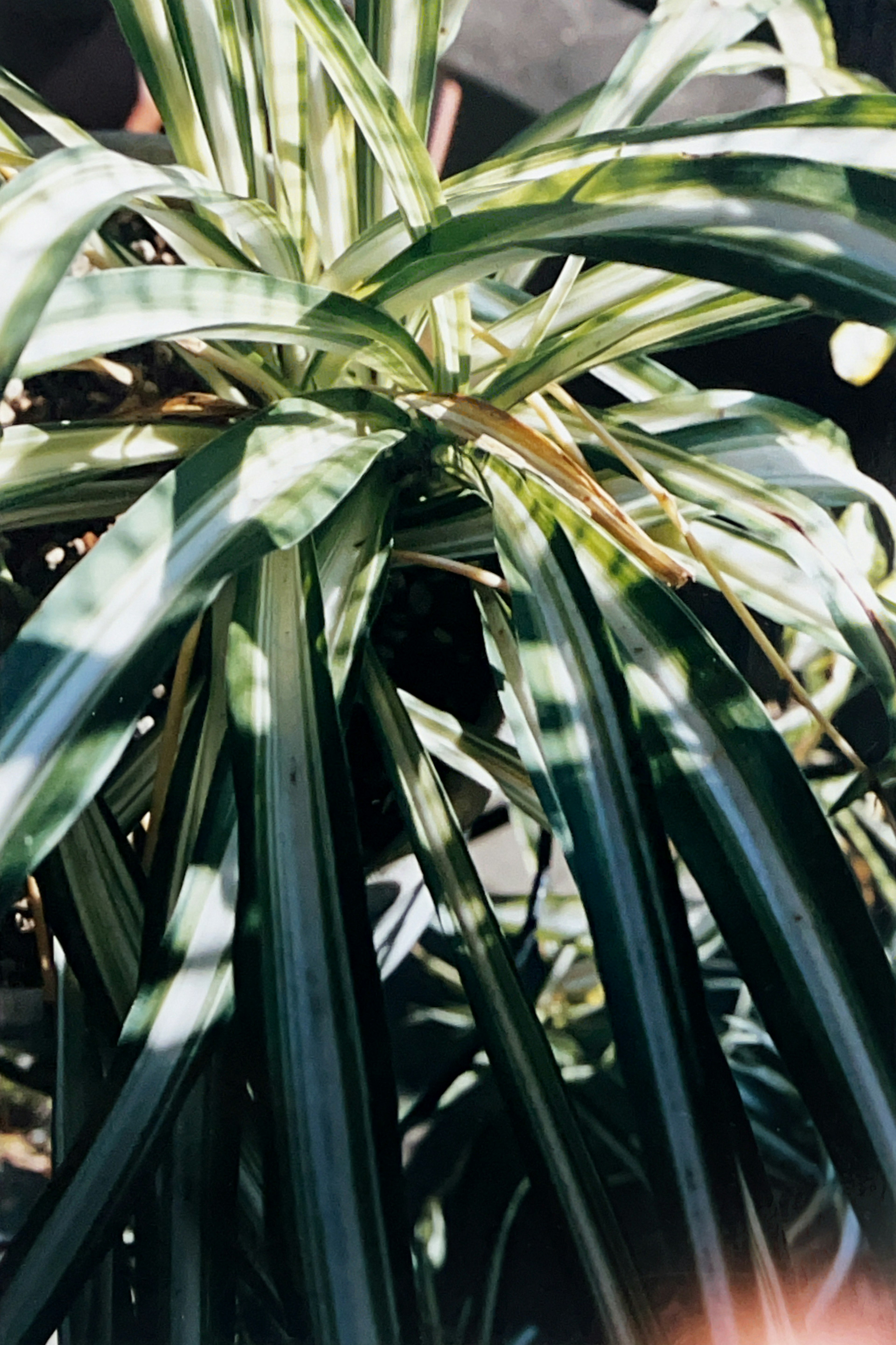 Close-up of a green-leaved plant with sunlight illuminating the leaves