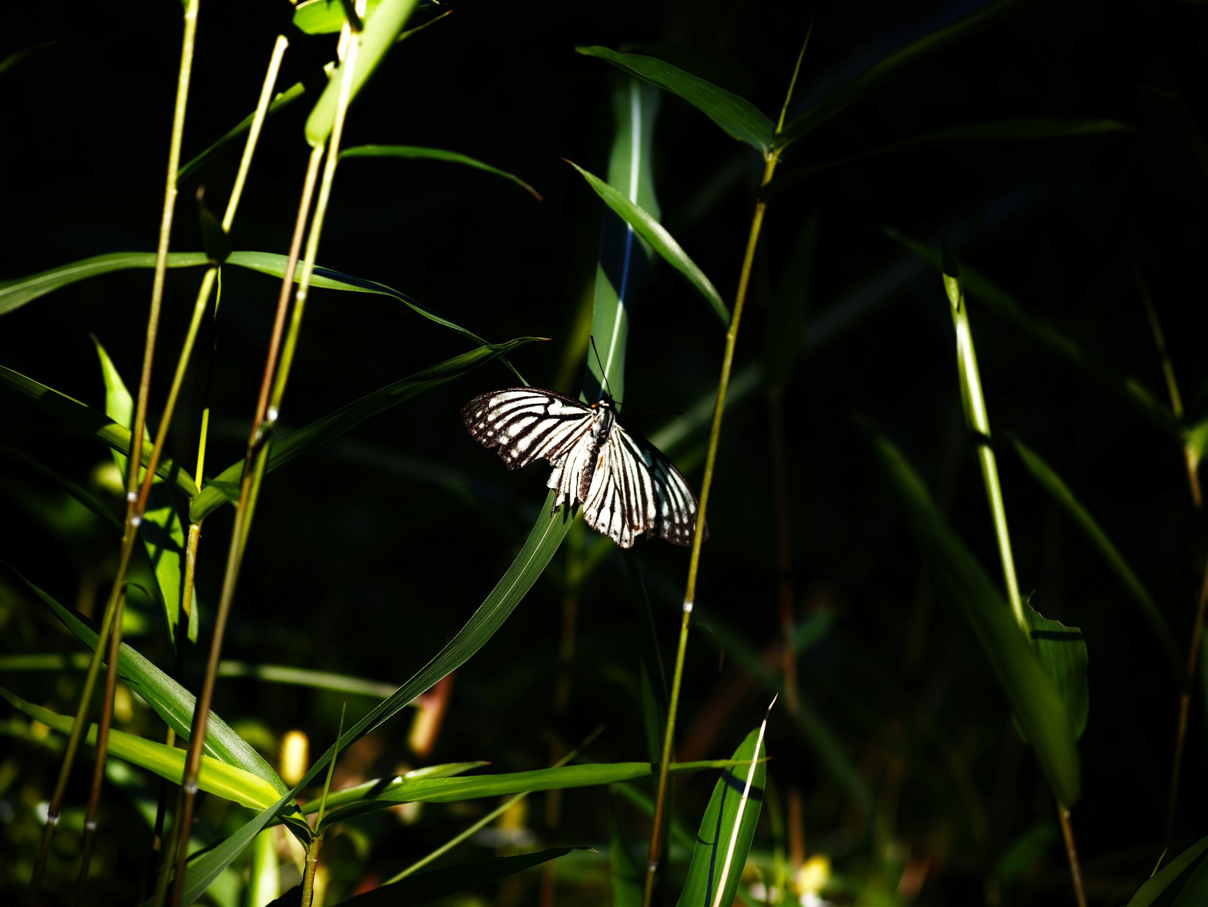 White butterfly resting on green grass with dark background