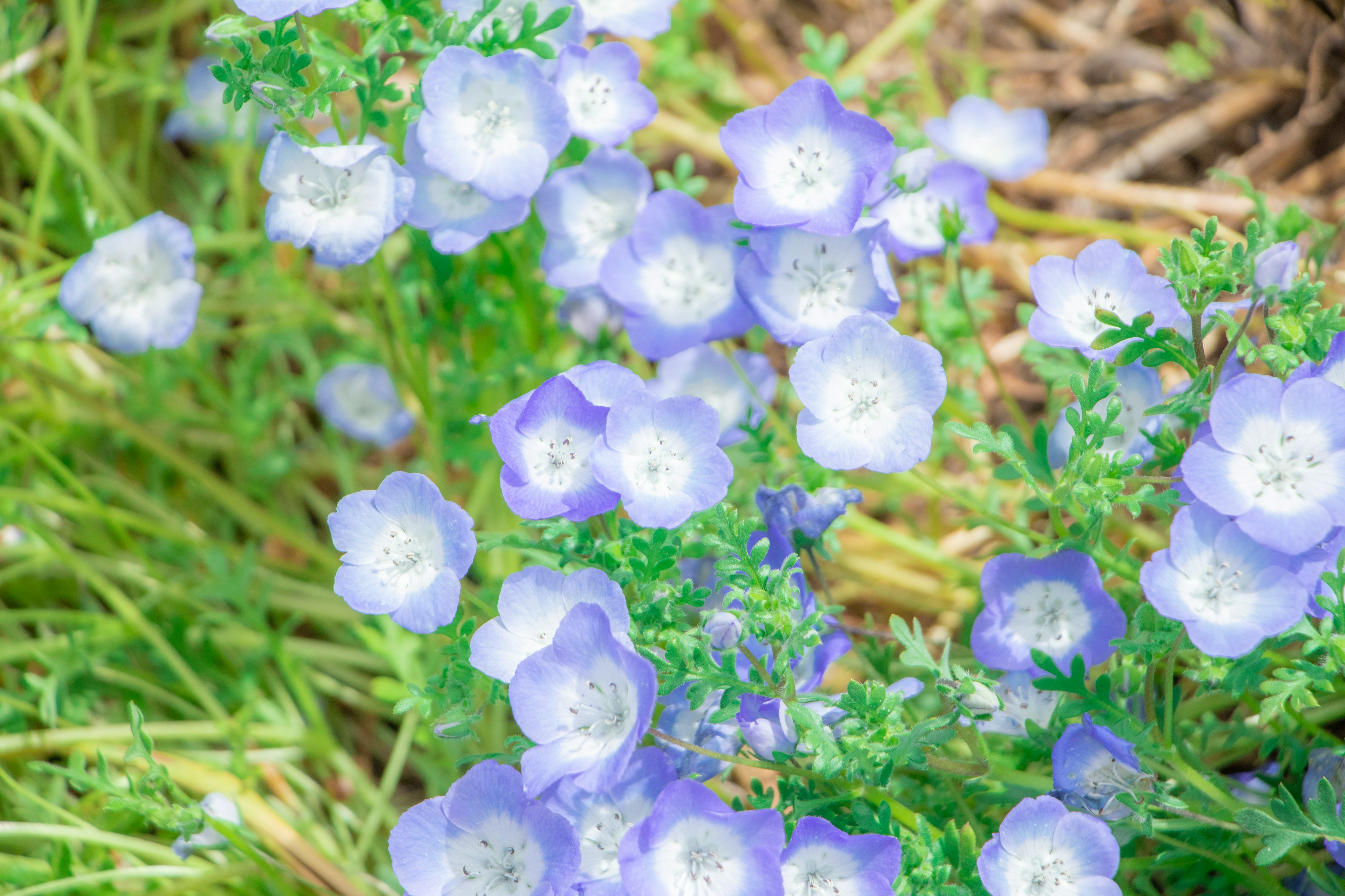 青い花が咲く草原の風景